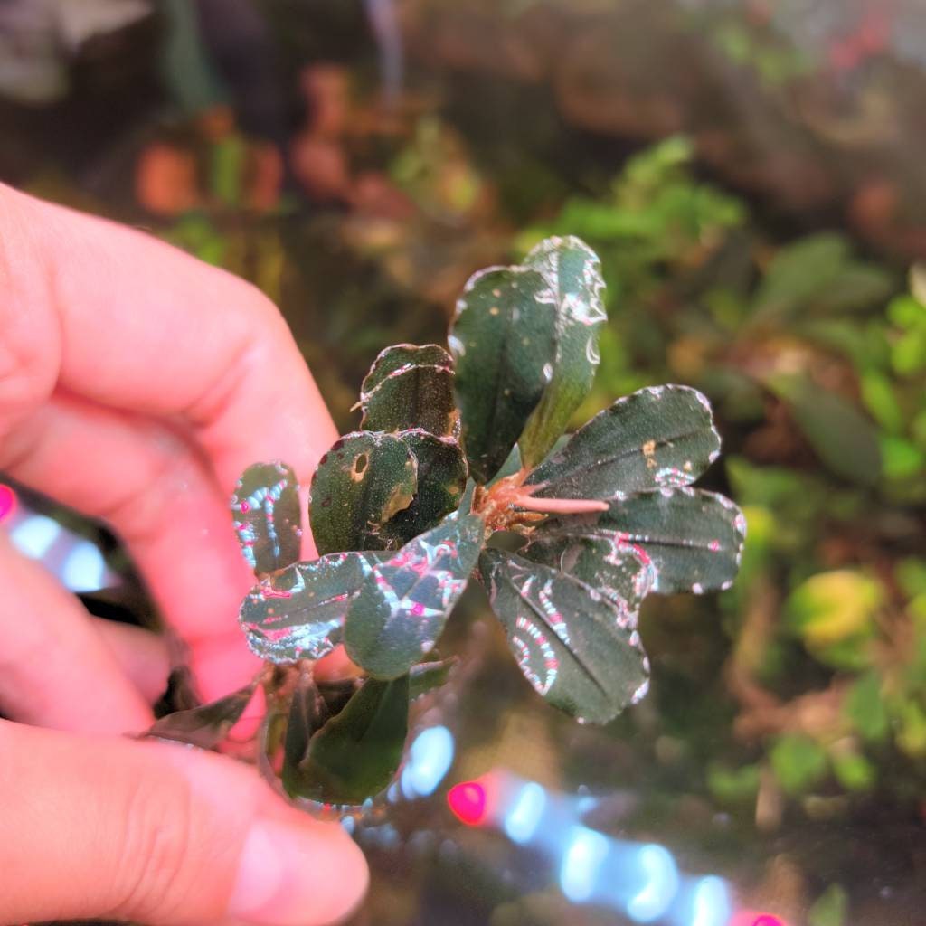 100 Random Bucephalandra Plants + Mystery Bonus - Rare Aquarium Plants
