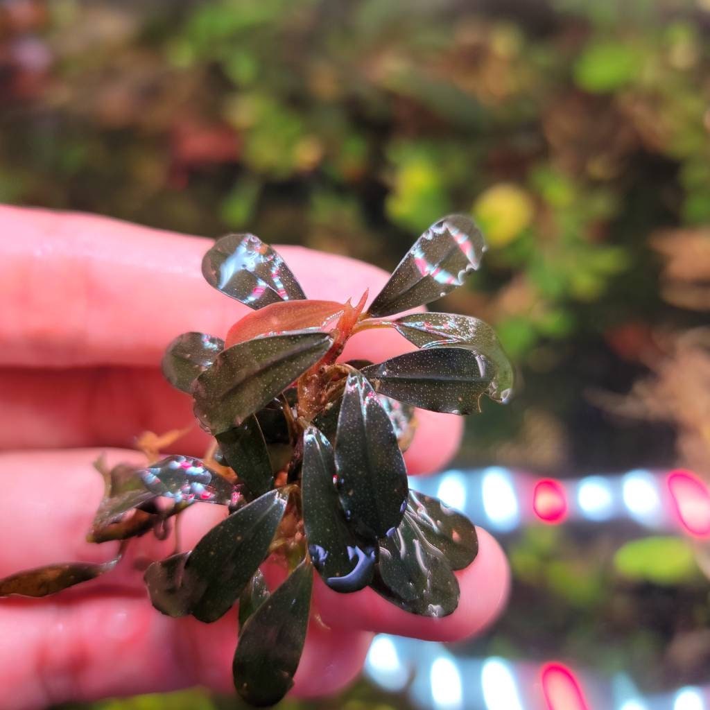 100 Random Bucephalandra Plants + Mystery Bonus - Rare Aquarium Plants