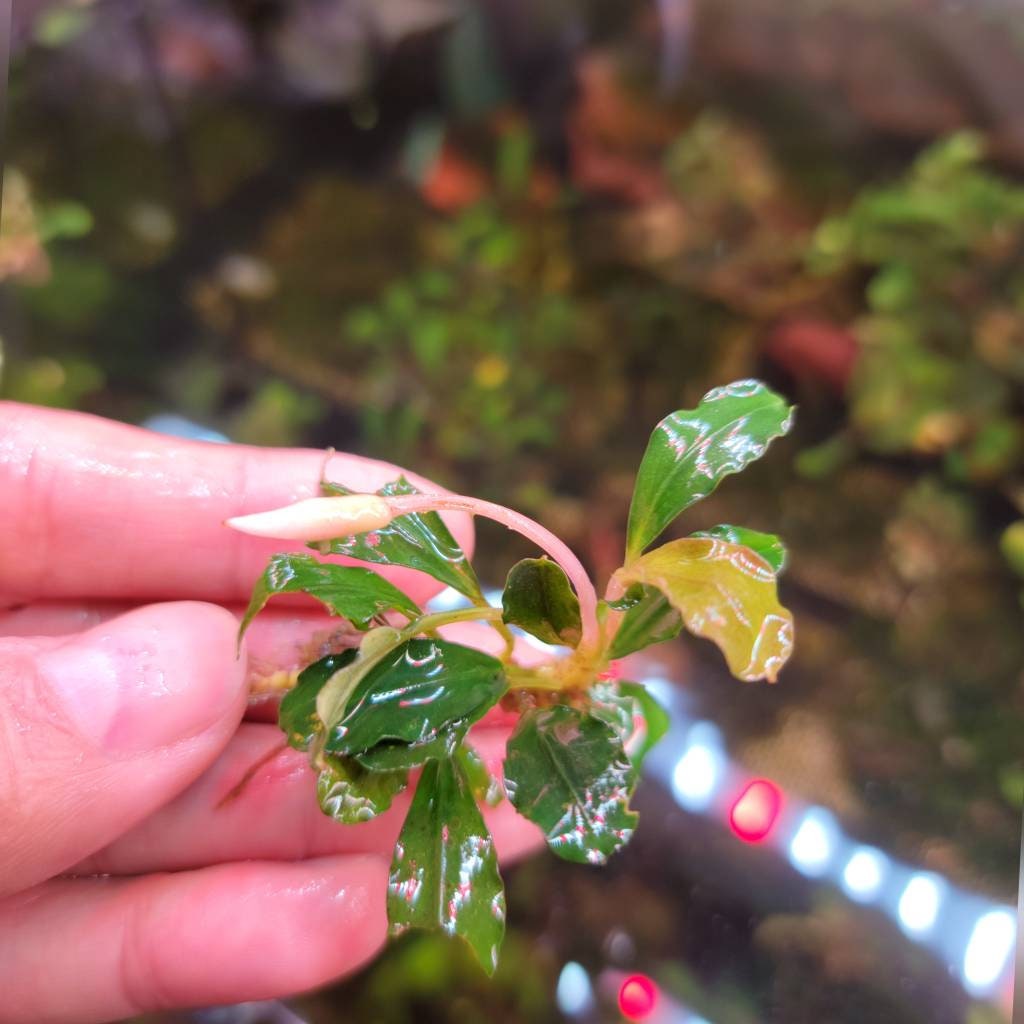 50 Random Bucephalandra Plants + Mystery Bonus - Rare Aquarium Plants