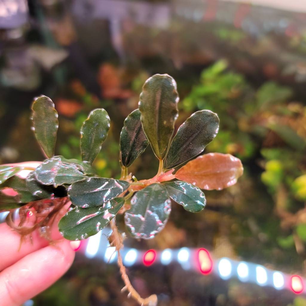 100 Random Bucephalandra Plants + Mystery Bonus - Rare Aquarium Plants