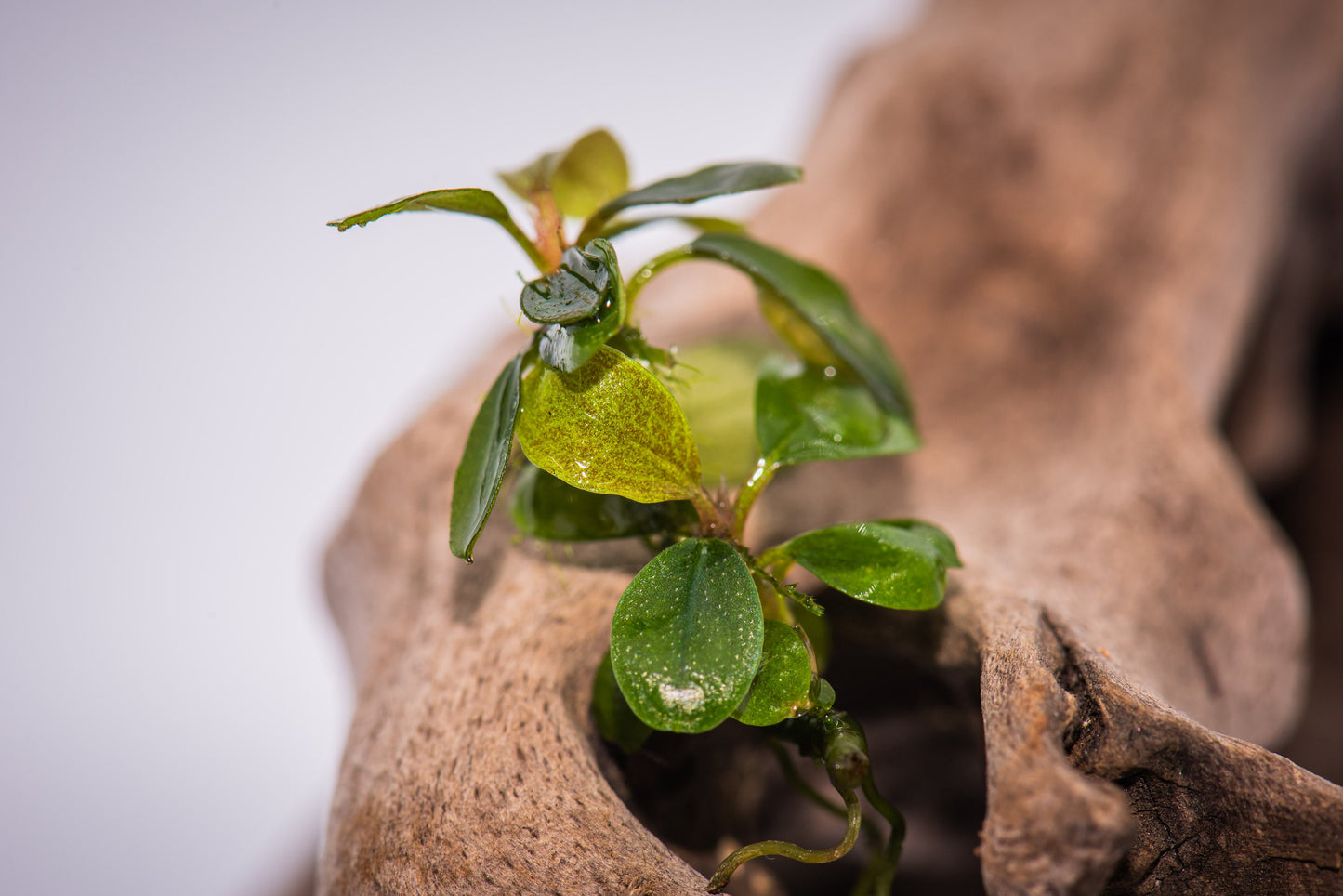 Buy 2 Get 1 Free * Random Bucephalandra Plant - Rare Aquarium Plant
