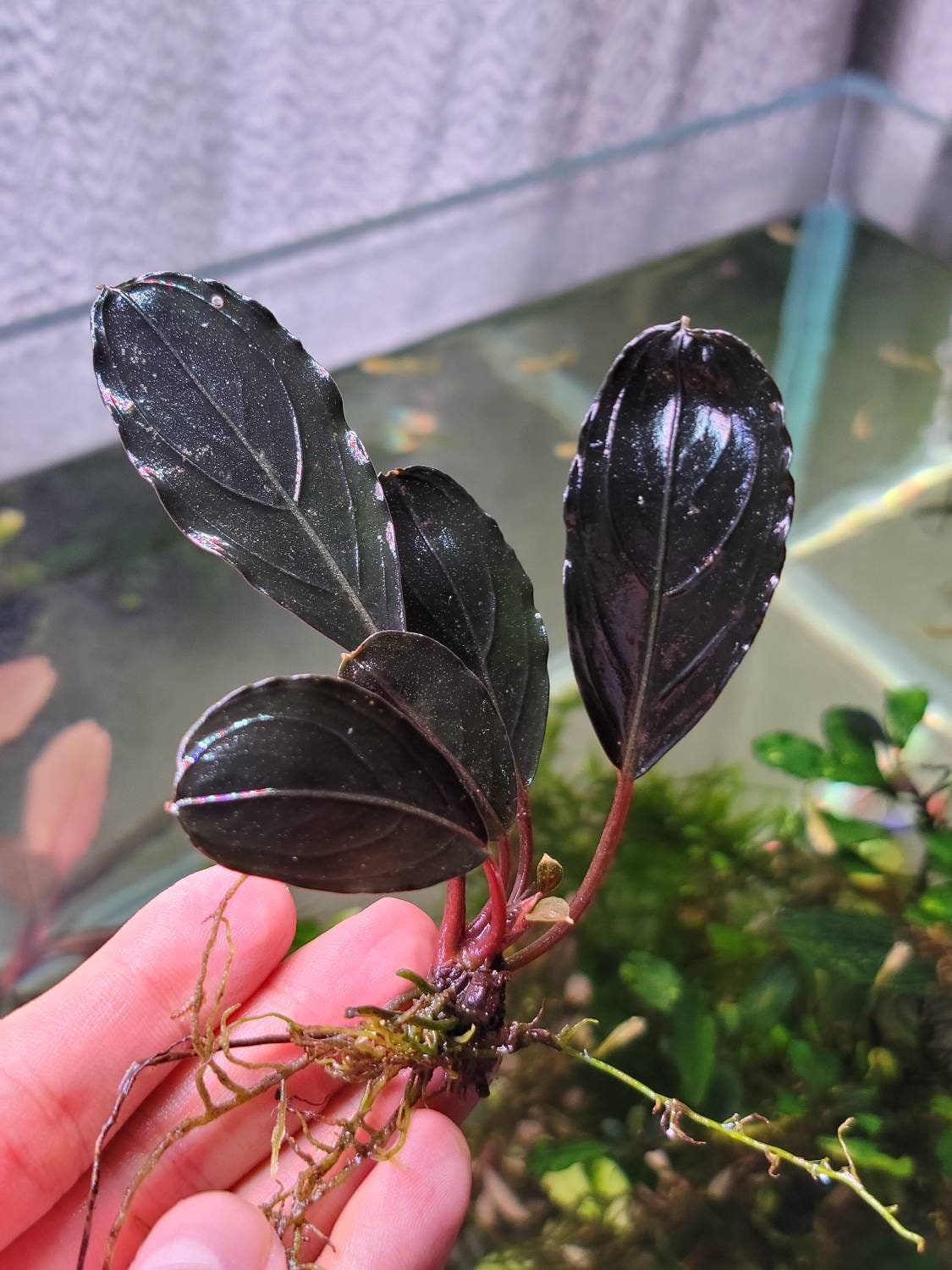 Bucephalandra Sp. Dark Skeleton King - Rare Aquarium Plants