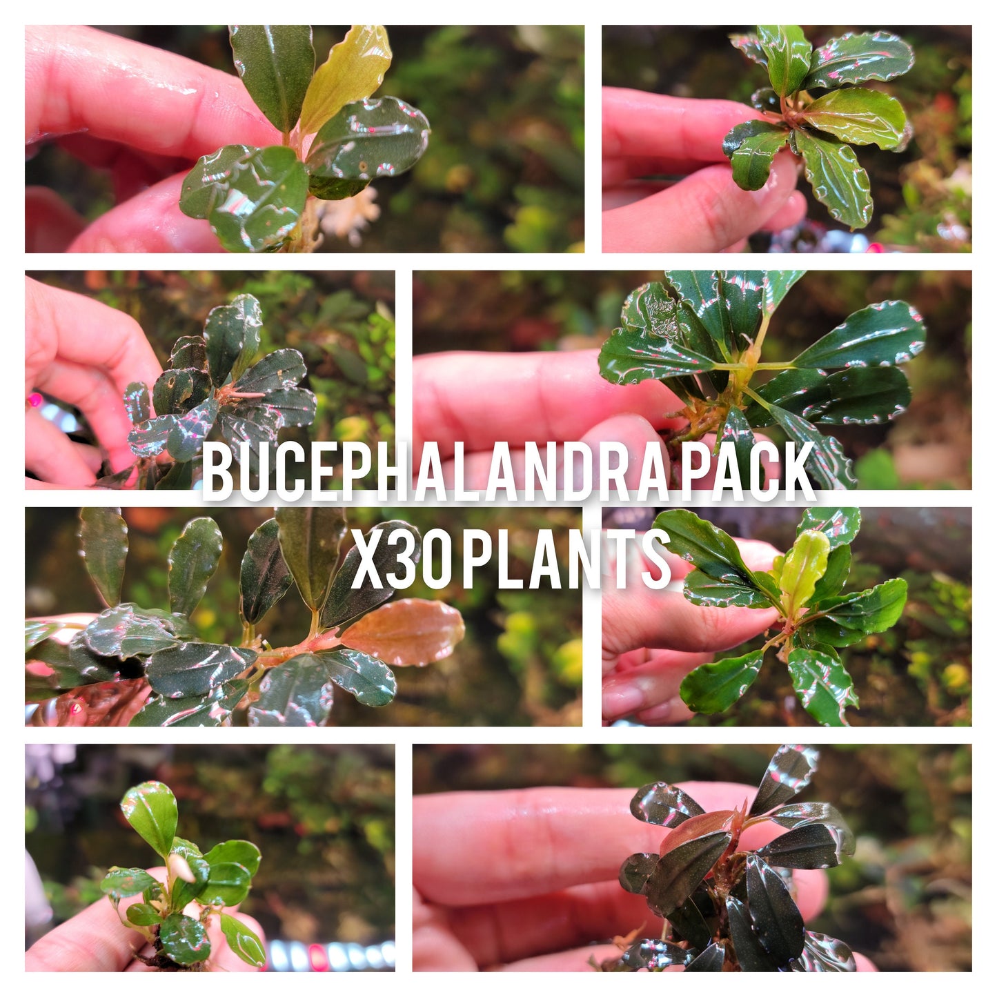 50 Random Bucephalandra Plants + Mystery Bonus - Rare Aquarium Plants