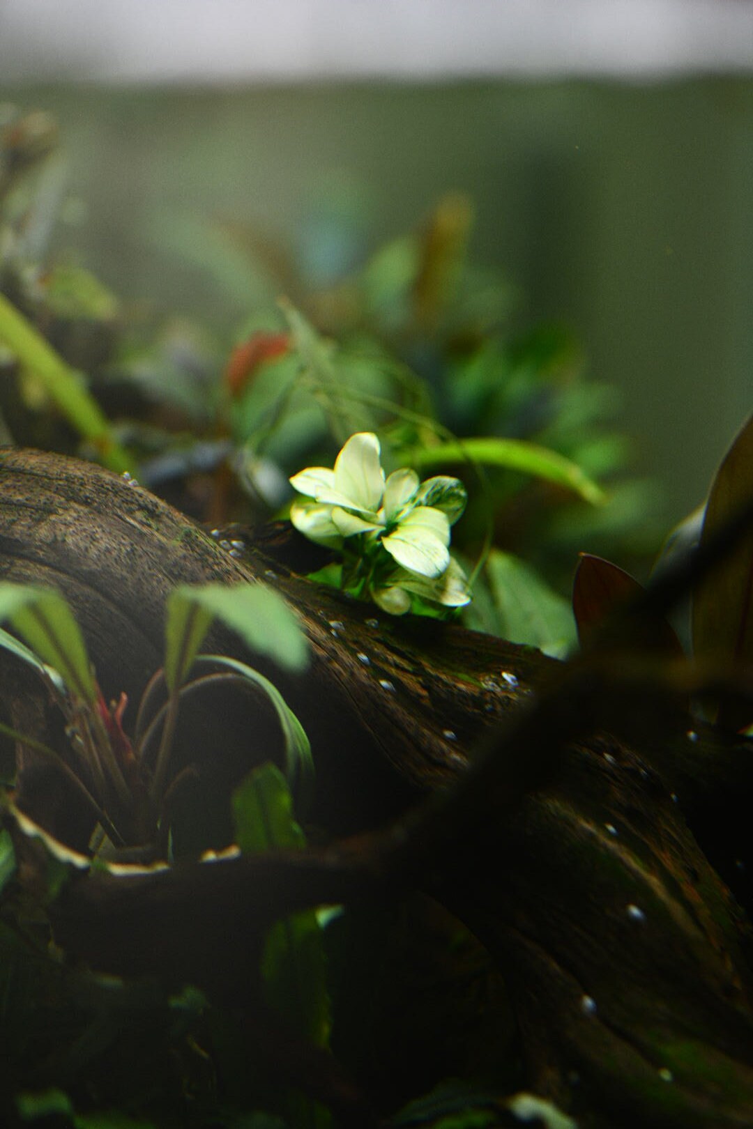 Buy 2 Get 1 Free * ANUBIAS Nana Petite White AQUARIUM PLANT, Rare Small Aquatic Low Light Plant For Terrarium, Fish Tank Decorations