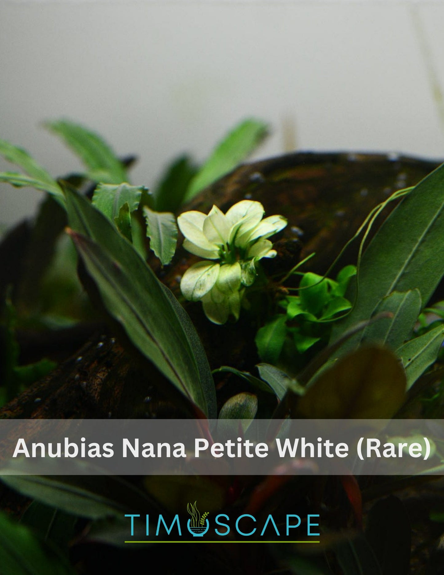 Buy 2 Get 1 Free * ANUBIAS Nana Petite White AQUARIUM PLANT, Rare Small Aquatic Low Light Plant For Terrarium, Fish Tank Decorations