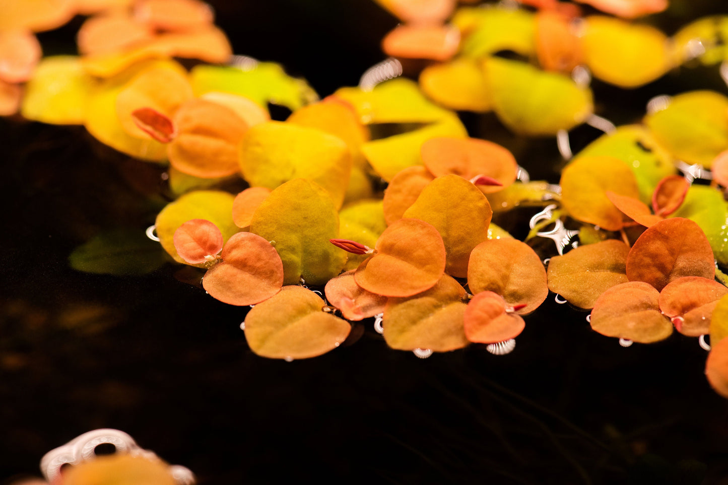 RED ROOT FLOATERS Aquarium Plants, Phyllanthus Fluitans Easy To Care Fish Tank Plant Decorations, Fish Enthusiast Gifts