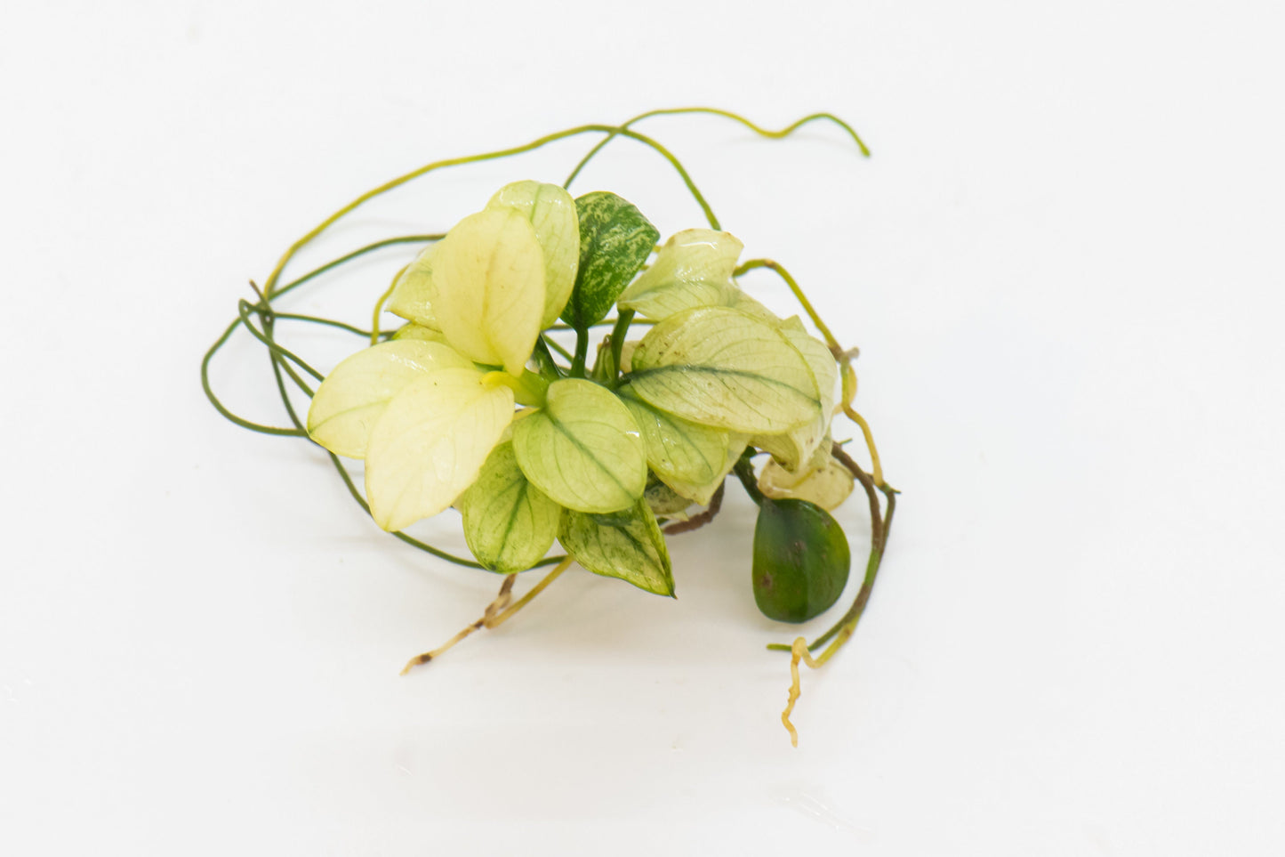 Buy 2 Get 1 Free * ANUBIAS Nana Petite White AQUARIUM PLANT, Rare Small Aquatic Low Light Plant For Terrarium, Fish Tank Decorations