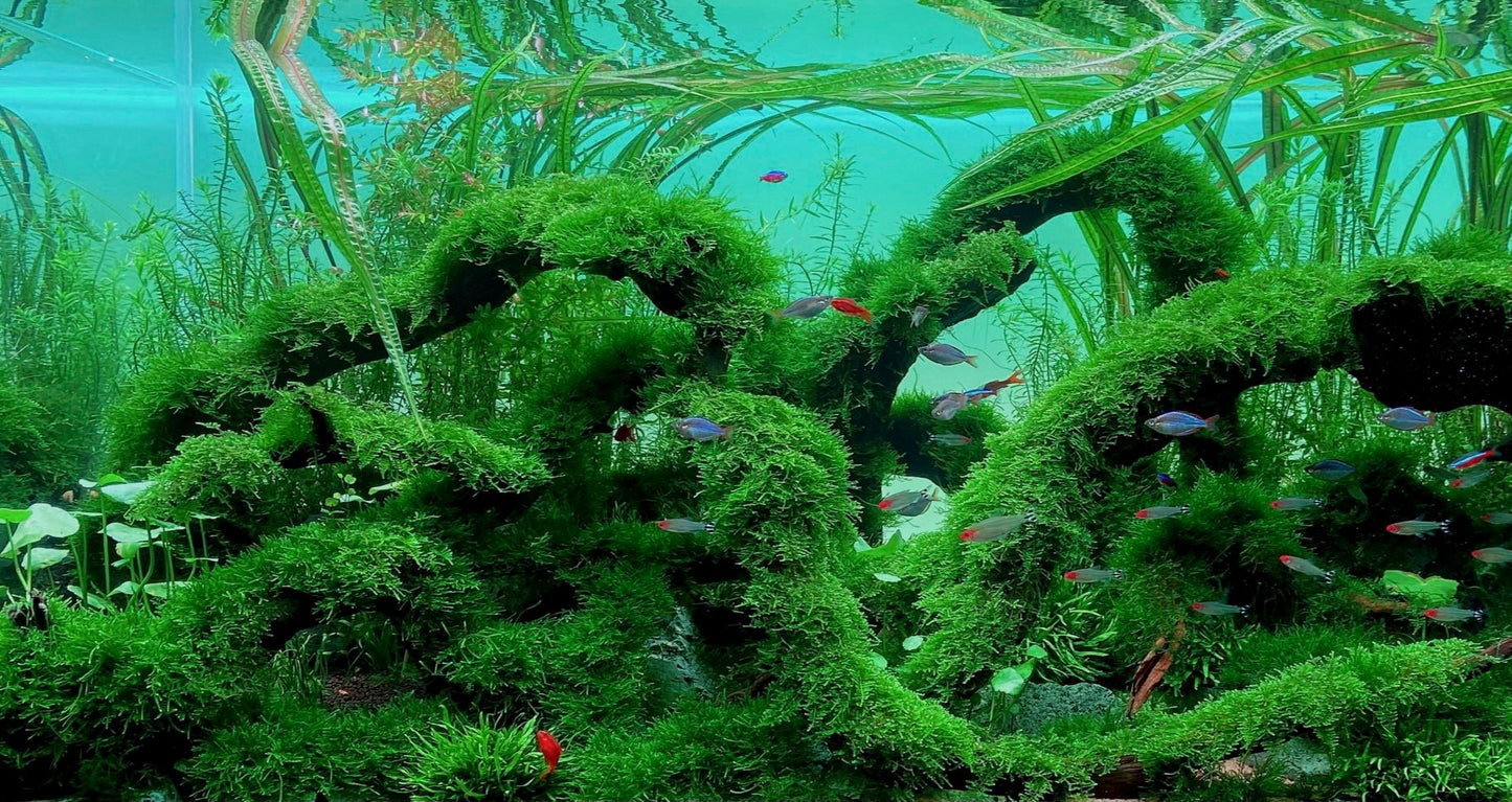 Buy 2 Get 1 Free * Mini Spiky Moss - Live Aquarium Moss (Golfball Size) for Shrimp Tank, Terrarium, Moss Wall, Moss Tree, Aquascaping