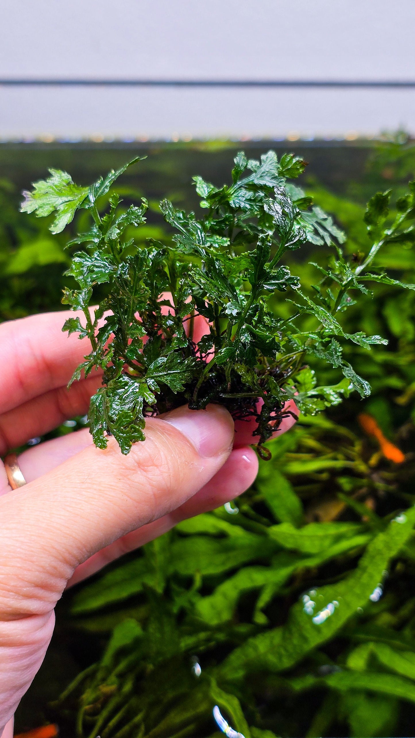 Buy 2 Get 1 Free | Bolbitis Heudelotii Difformis | Rare Live Aquarium Fern | Low Light | Easy Care