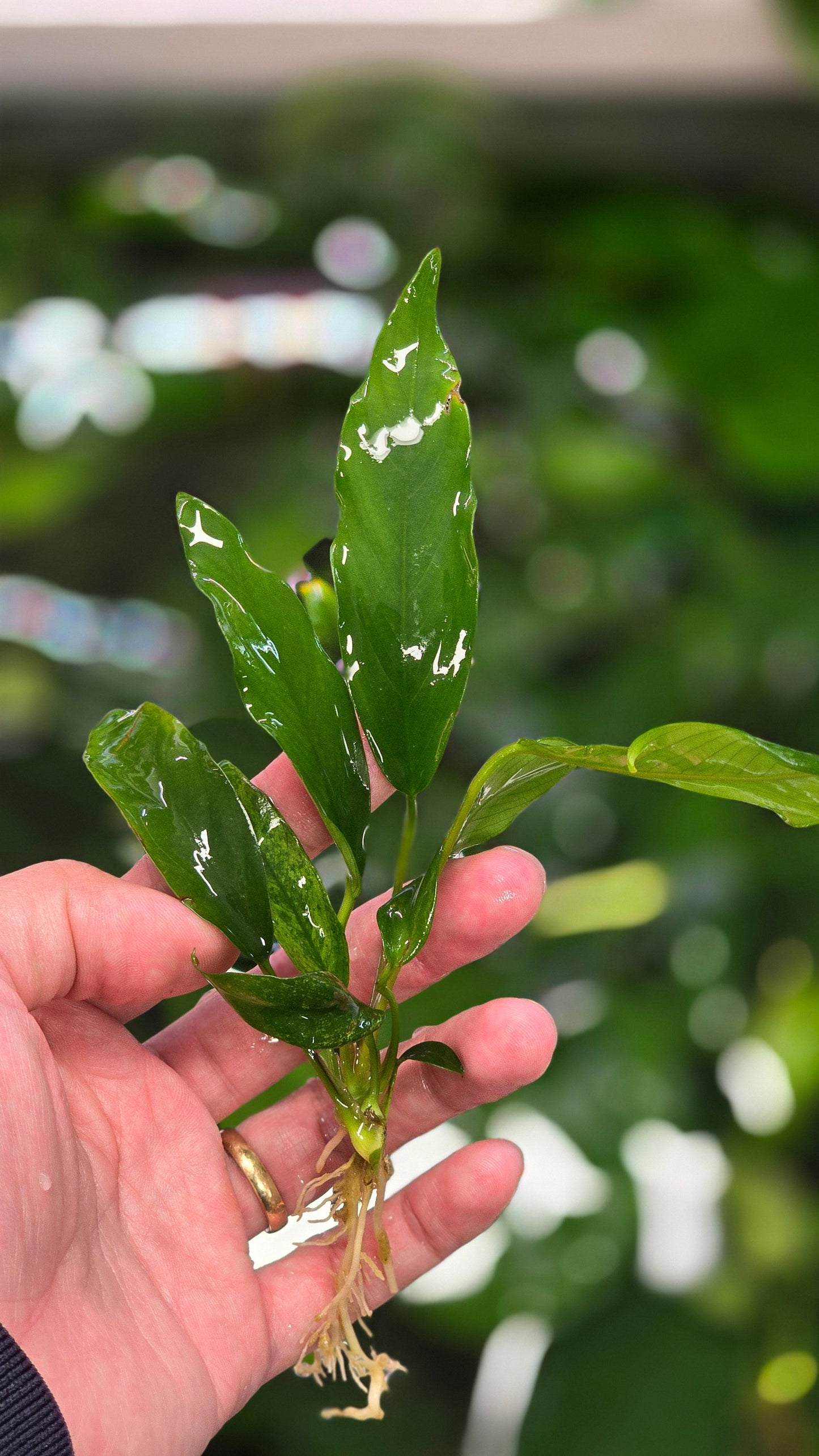 Buy 2 Get 1 Free | Anubias Minima | Rare Narrow Leaf Live Aquarium Plant | Low Light | Easy Care