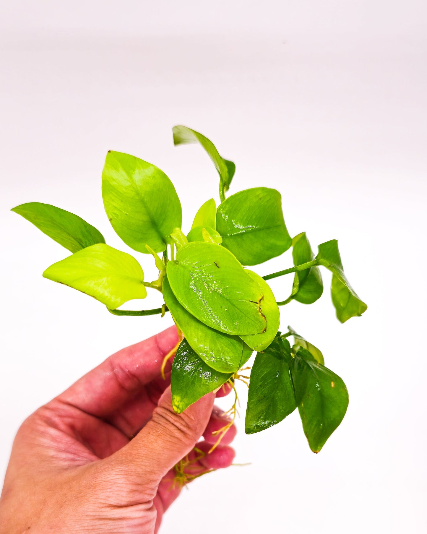 Buy 2 Get 1 Free * Anubias Nana Golden Leaf - Live Aquarium Plant, Low Maintenance, Easy Care, Aquascaping