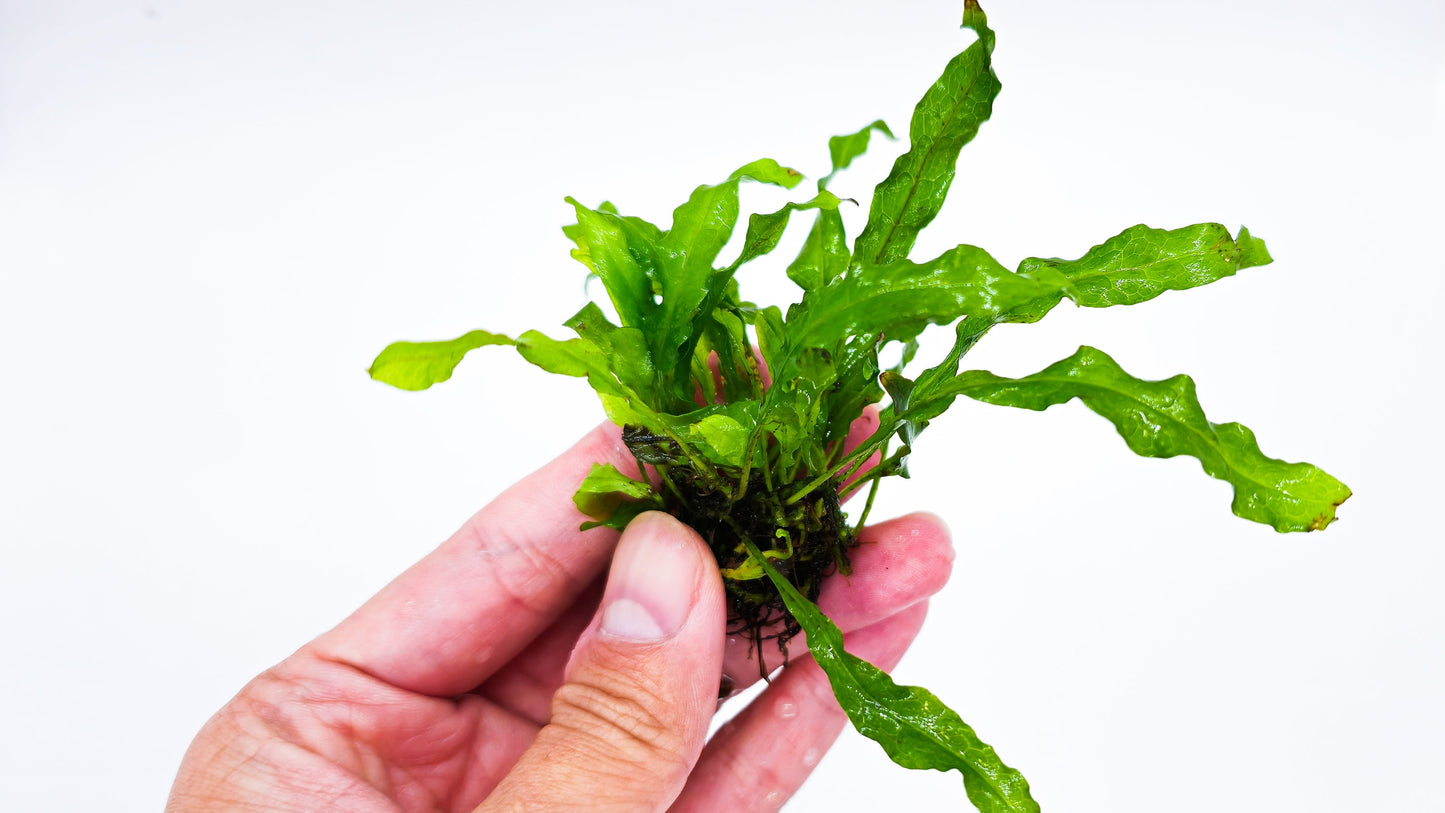 Buy 2 Get 1 Free * Java Fern Flaming (Microsorum Pteropus Flaming) - Live Aquarium Plant, Low Maintenance, Easy Care, Aquascaping