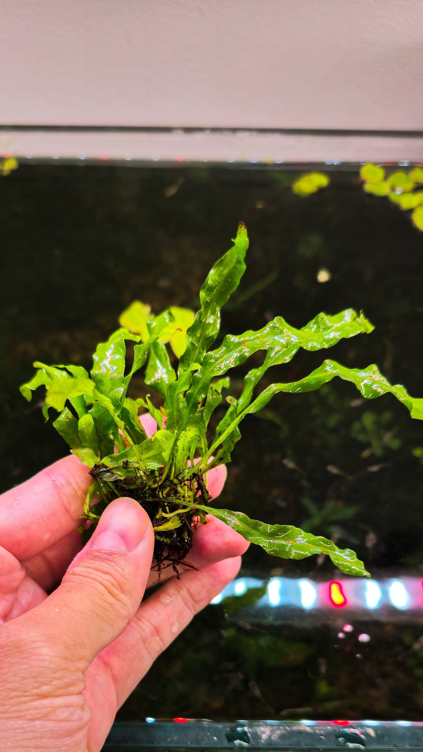 Buy 2 Get 1 Free * Java Fern Flaming (Microsorum Pteropus Flaming) - Live Aquarium Plant, Low Maintenance, Easy Care, Aquascaping