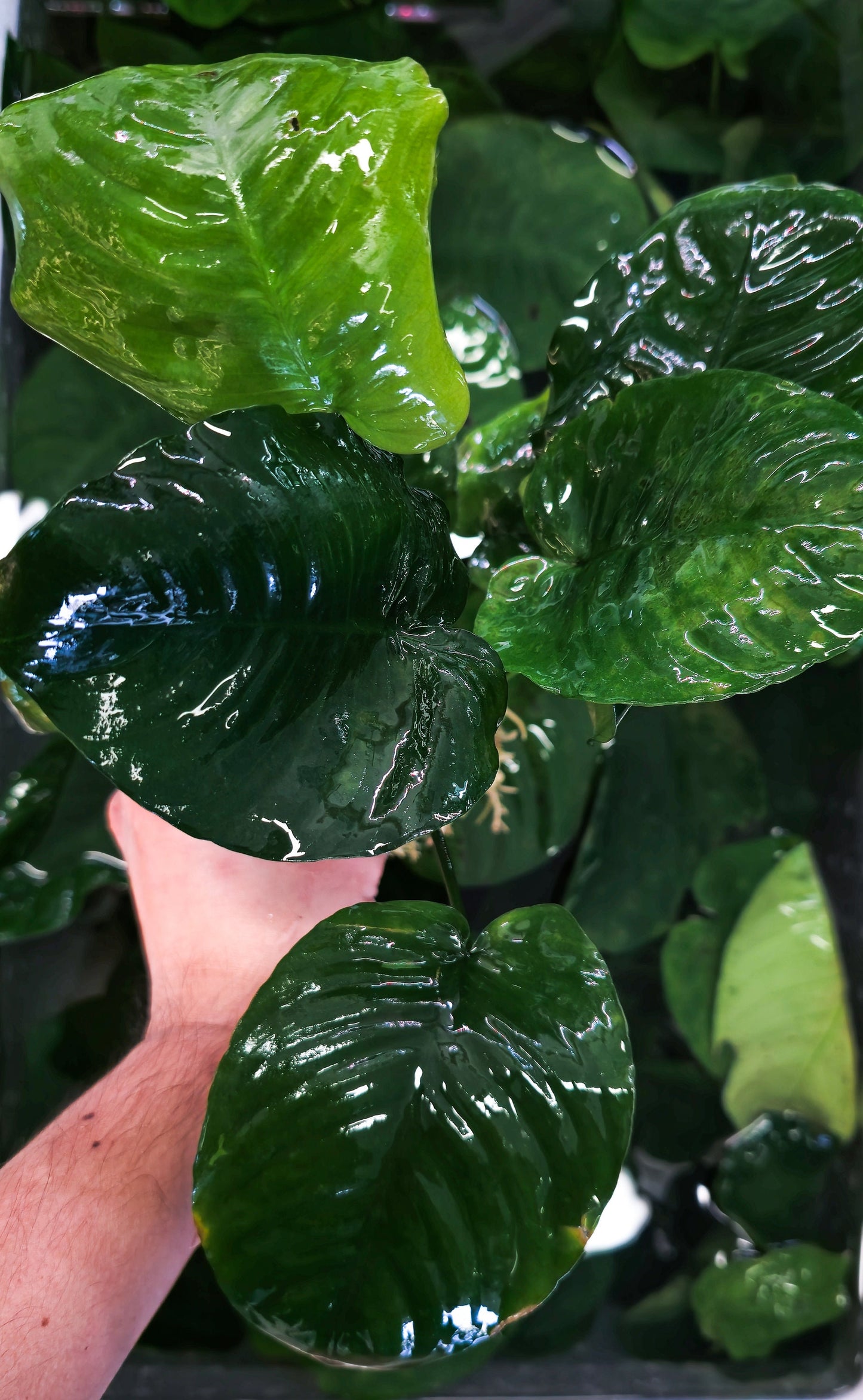 Buy 2 Get 1 Free * Anubias Nana Giant Mother Plant (XXL) - Live Aquarium Plant, Low Maintenance, Easy Care, Aquascaping
