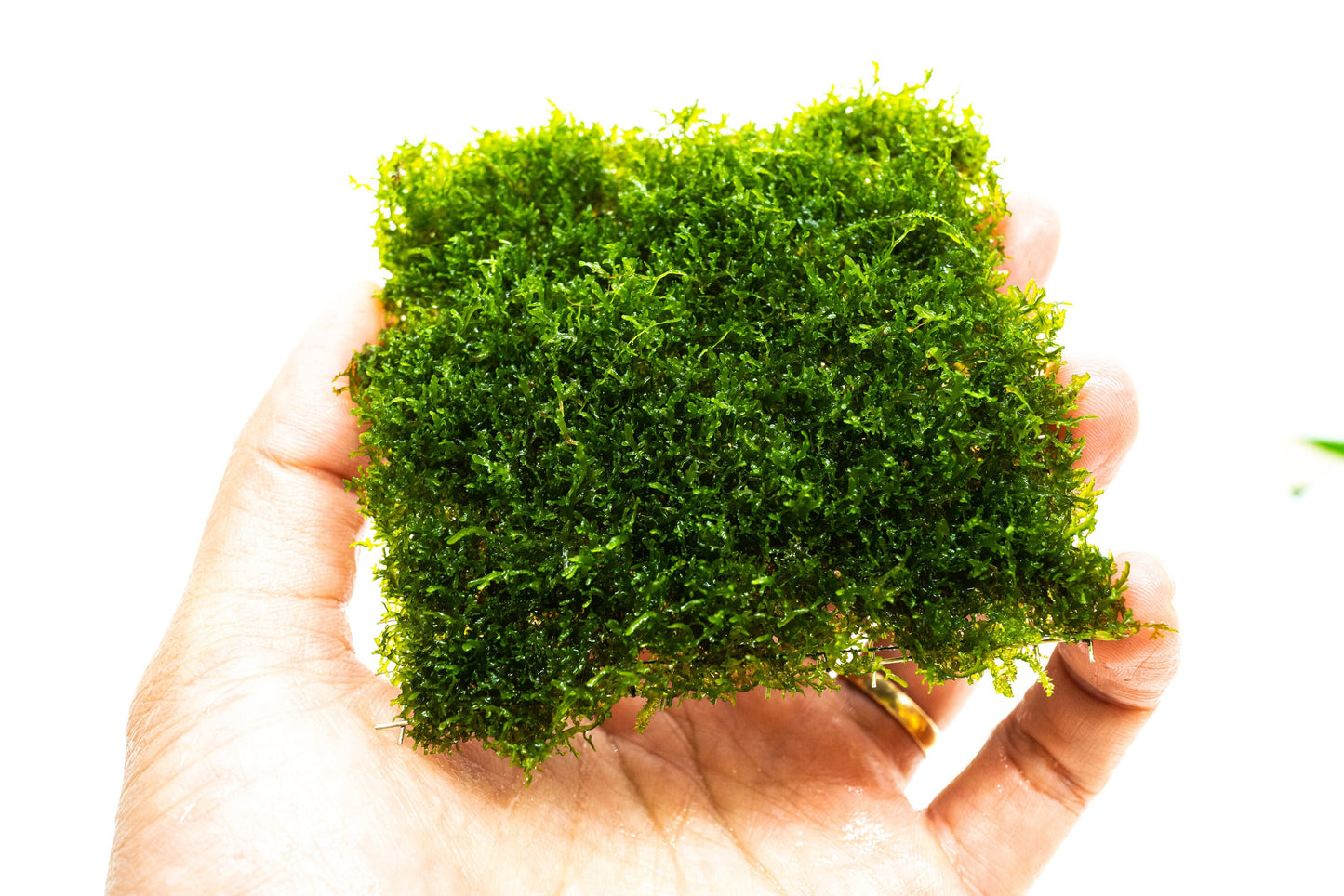 Mini Pelia Moss Mat (3.5inx3.5in) - Live Aquarium Moss For Planted Shrimp Tank, Terrarium Setup