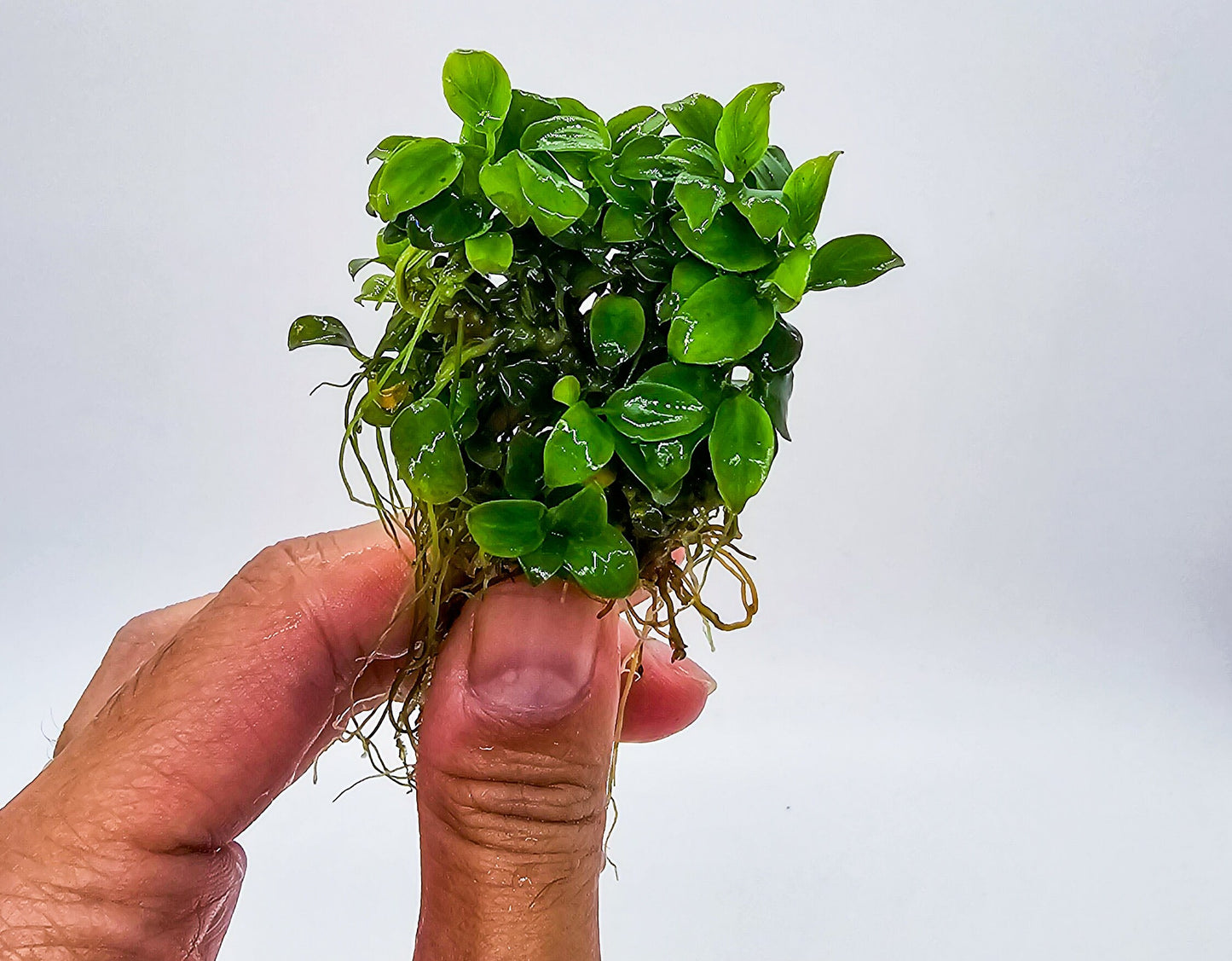 Buy 2 Get 1 Free * Anubias 'Super Petite' Thai - Rare Aquarium Plant