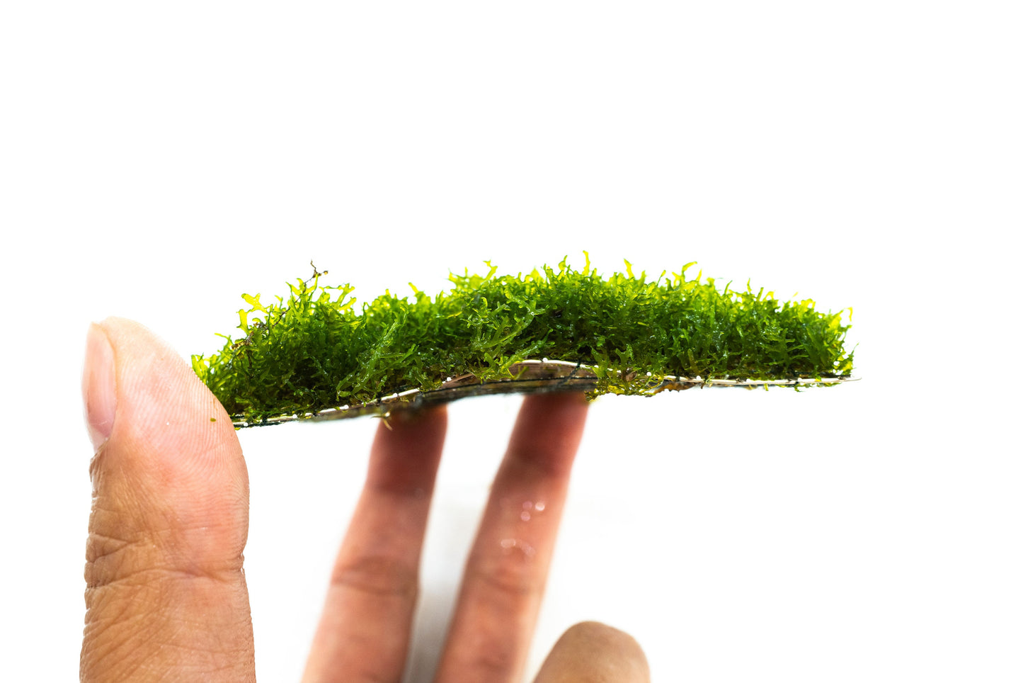 Mini Pelia Moss Mat (3.5inx3.5in) - Live Aquarium Moss For Planted Shrimp Tank, Terrarium Setup