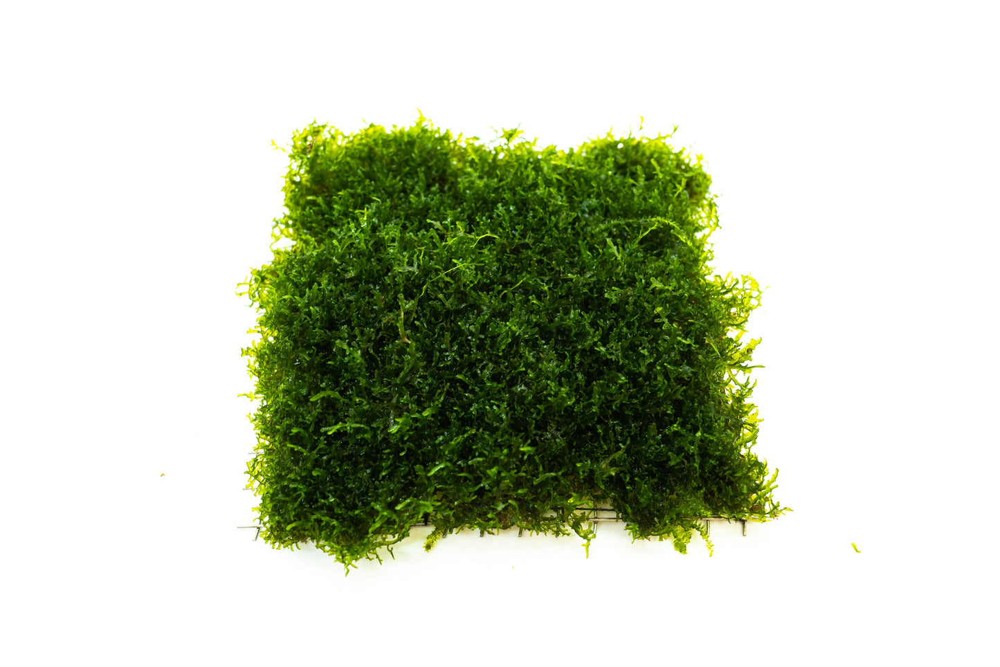 Mini Pelia Moss Mat (3.5inx3.5in) - Live Aquarium Moss For Planted Shrimp Tank, Terrarium Setup