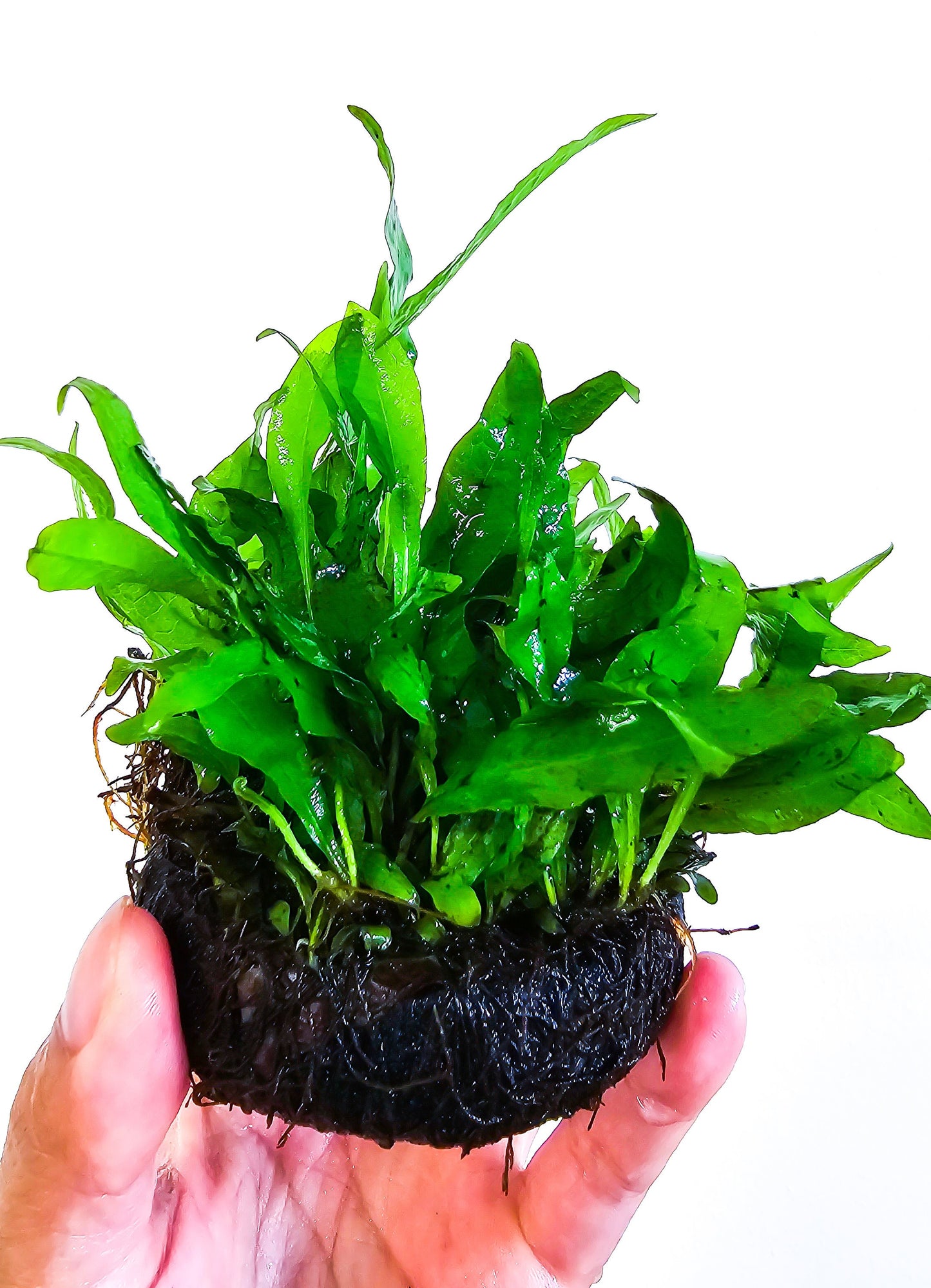 Java Fern Flaming (on Growing Media) - Rare Aquarium Plants