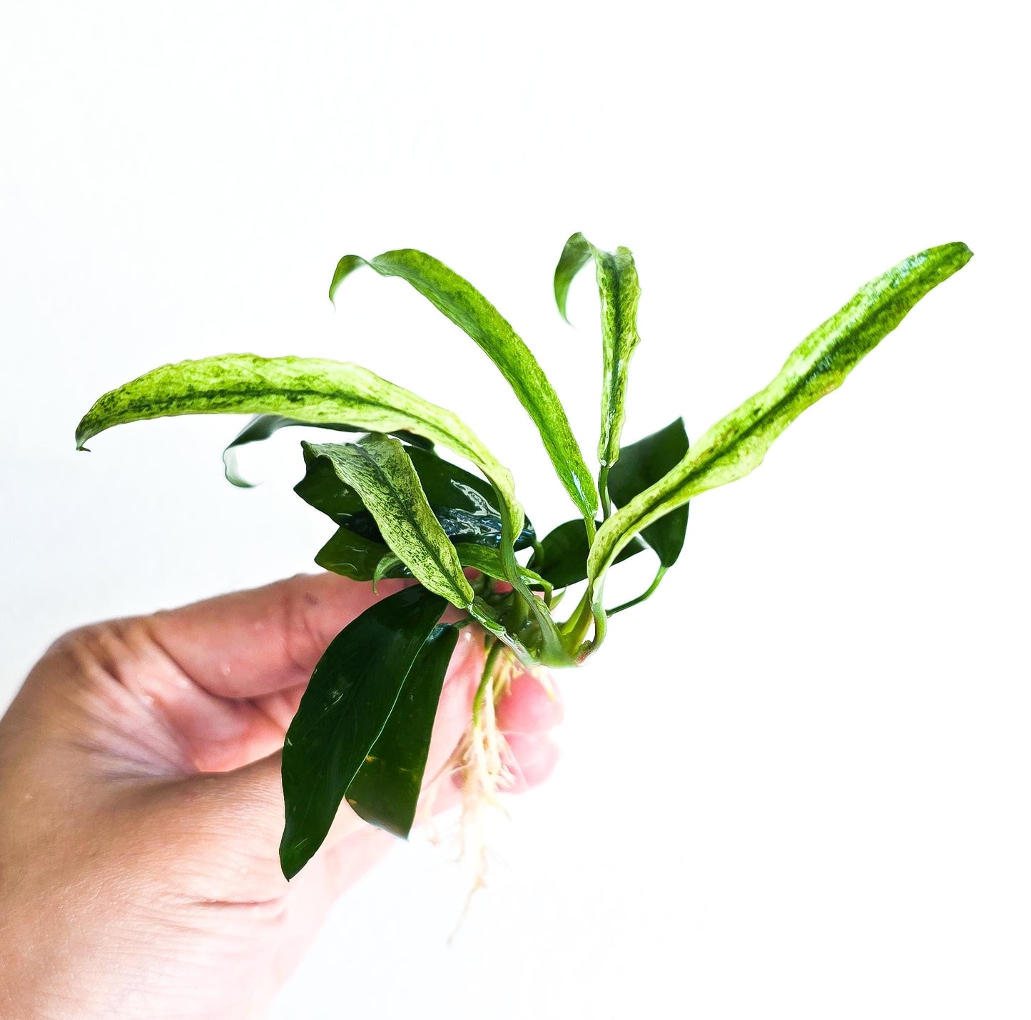 Buy 2 Get 1 Free * Anubias Minima Variegated - Rare Small Aquarium Plant For Terrarium, Fish Tank Decorations