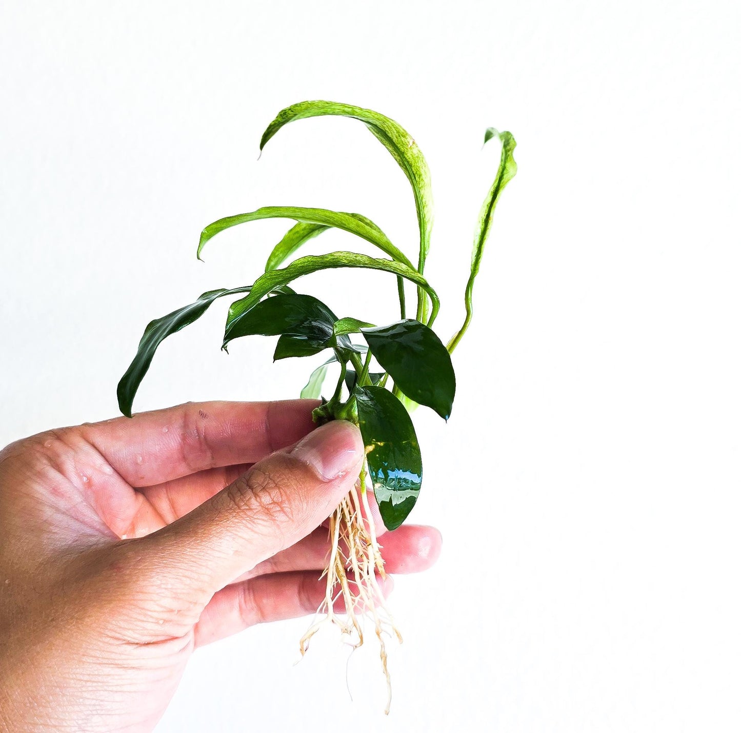 Buy 2 Get 1 Free * Anubias Minima Variegated - Rare Small Aquarium Plant For Terrarium, Fish Tank Decorations