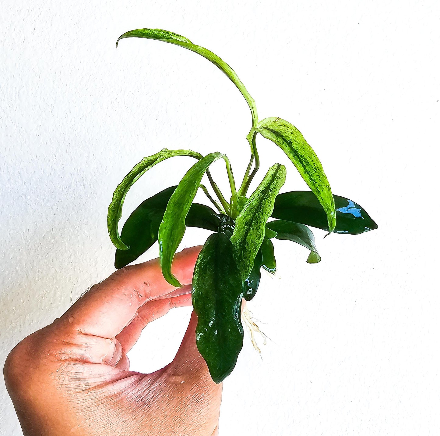 Buy 2 Get 1 Free * Anubias Minima Variegated - Rare Small Aquarium Plant For Terrarium, Fish Tank Decorations