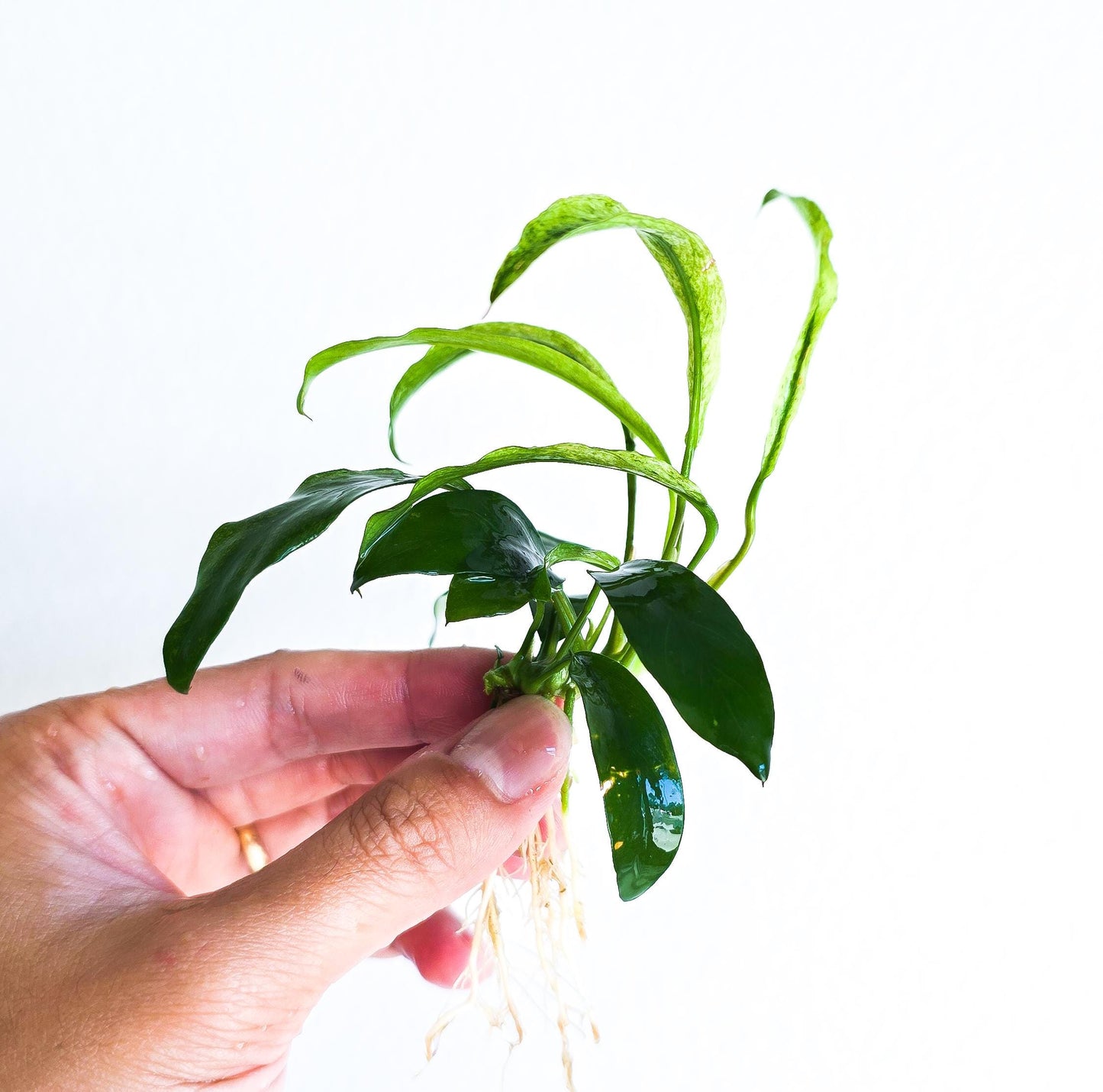 Buy 2 Get 1 Free * Anubias Minima Variegated - Rare Small Aquarium Plant For Terrarium, Fish Tank Decorations