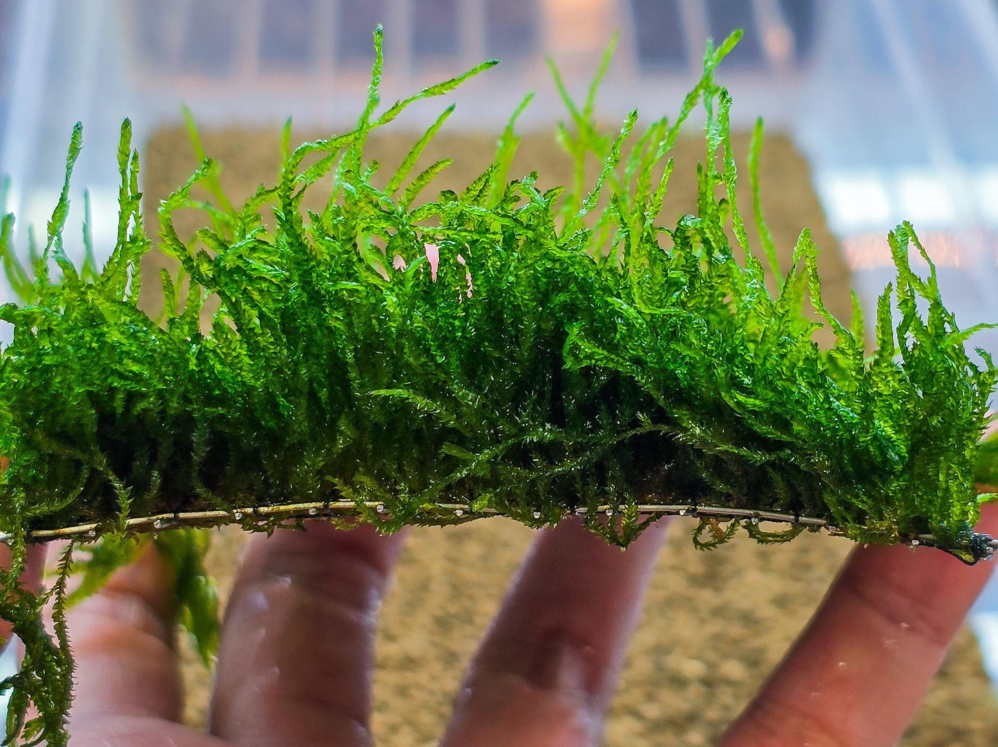 Flame Moss Mat (3inx3in) - Live Aquarium Moss For Planted Shrimp Tank, Terrarium Setup