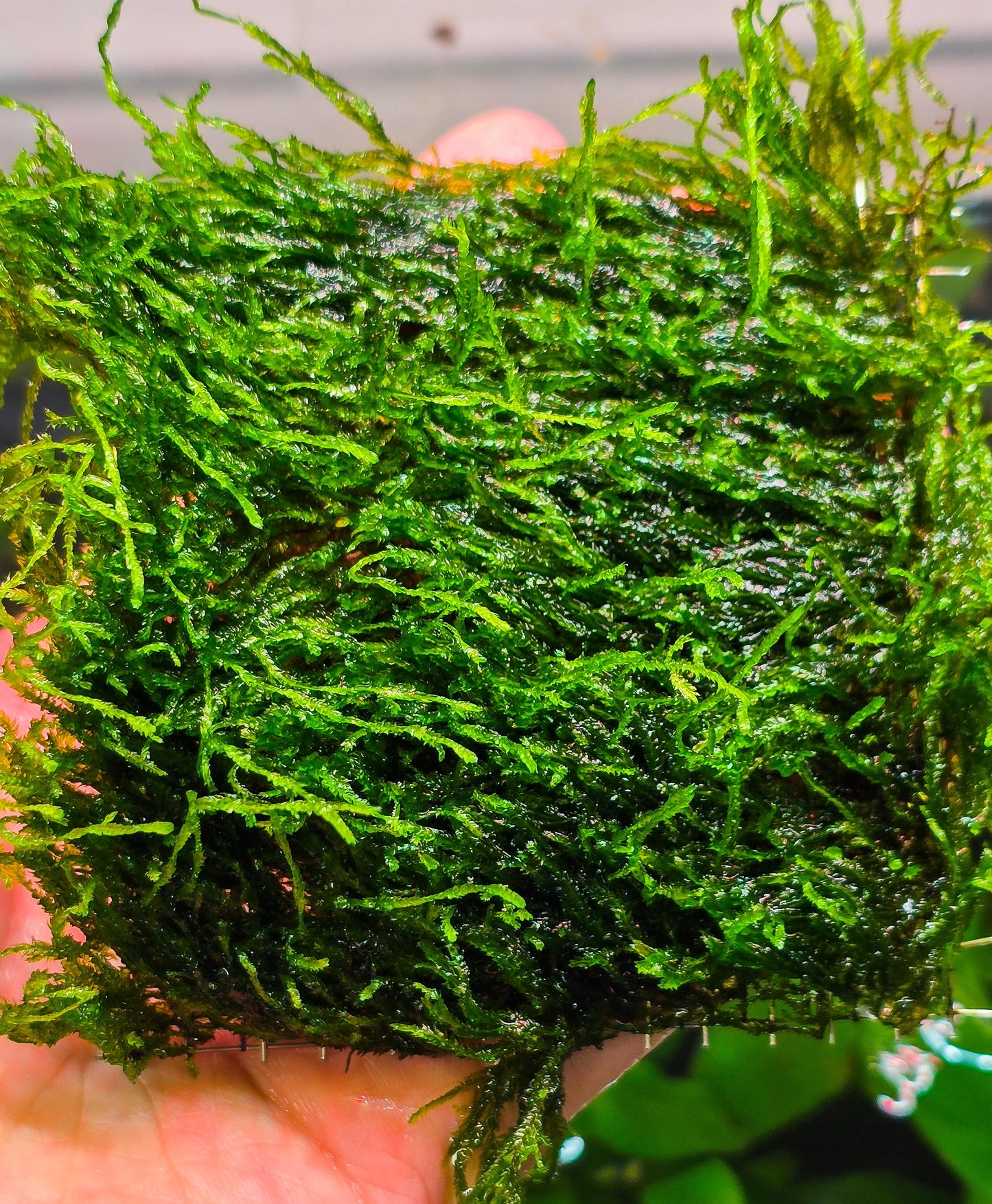 Flame Moss Mat (3inx3in) - Live Aquarium Moss For Planted Shrimp Tank, Terrarium Setup