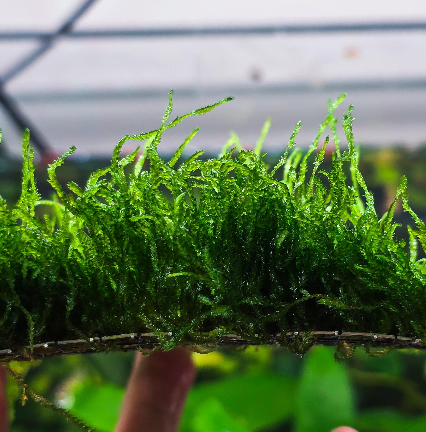 Flame Moss Mat (3inx3in) - Live Aquarium Moss For Planted Shrimp Tank, Terrarium Setup