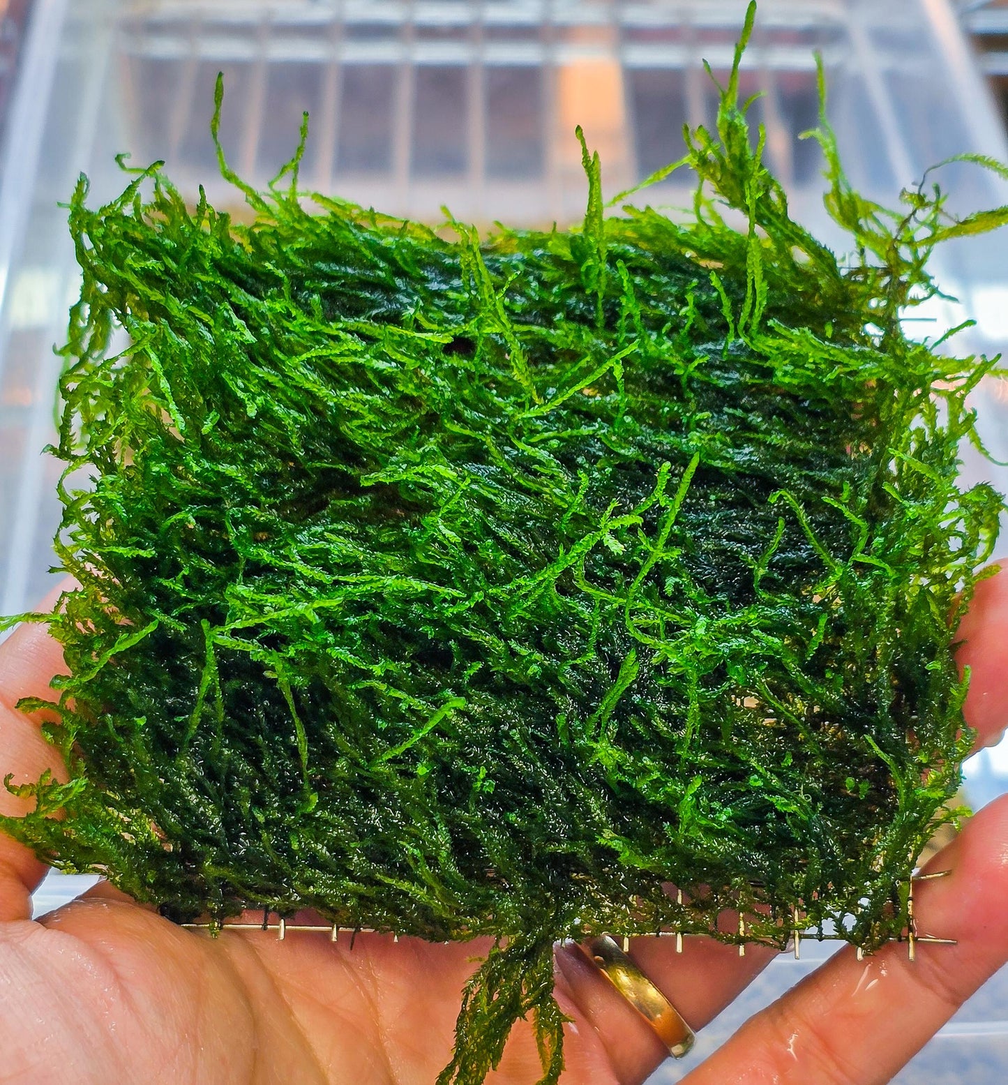 Flame Moss Mat (3inx3in) - Live Aquarium Moss For Planted Shrimp Tank, Terrarium Setup