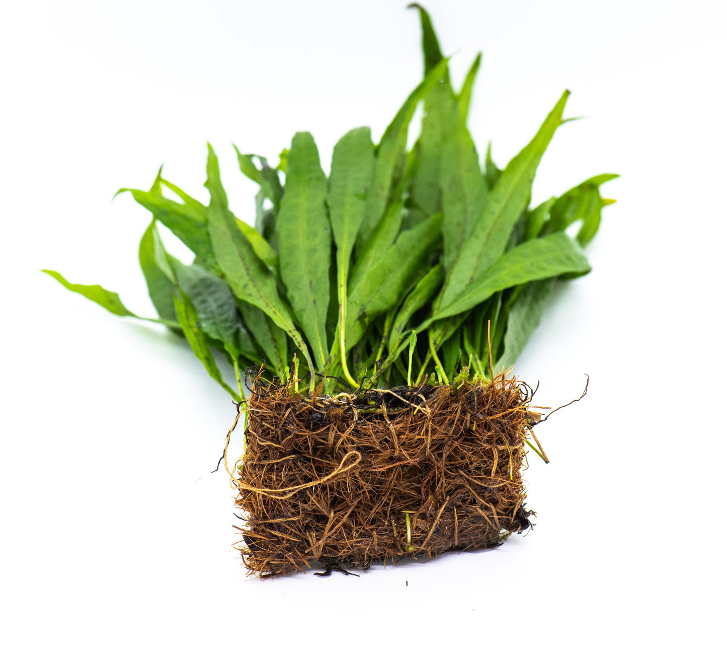 Java Fern 'Narrow Leaf' (Microsorum Pteropus) Mat - Live Aquatic Plant For Your Planted Aquarium, Terrarium, Tank Decor