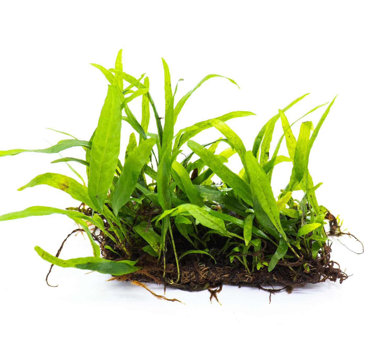 Java Fern 'Petite' (Microsorum Pteropus) Mat - Live Aquatic Plant For Your Planted Aquarium, Terrarium, Tank Decor
