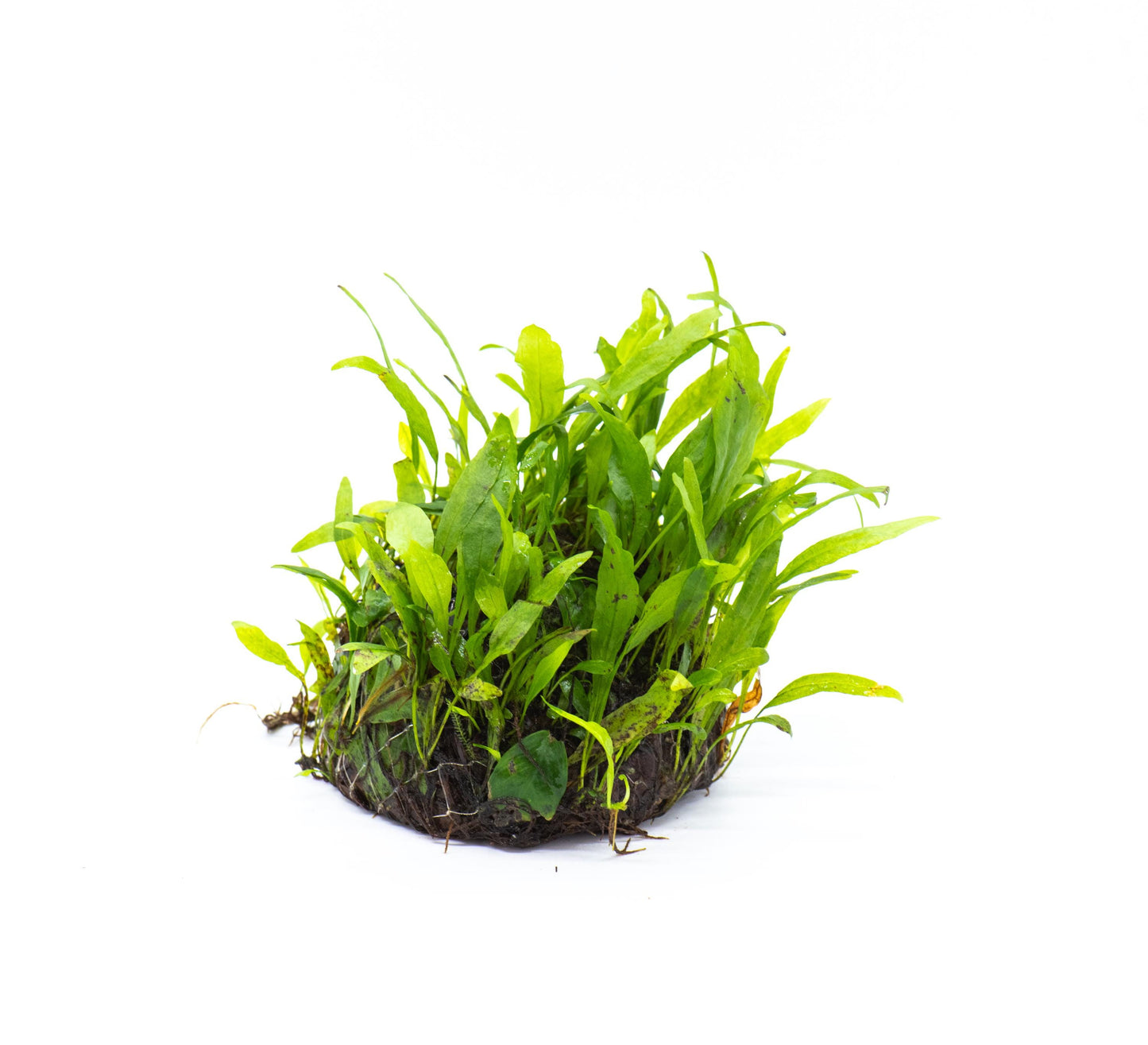 Java Fern 'Petite' (Microsorum Pteropus) Dome - Live Aquatic Plant For Your Planted Aquarium, Terrarium, Tank Decor
