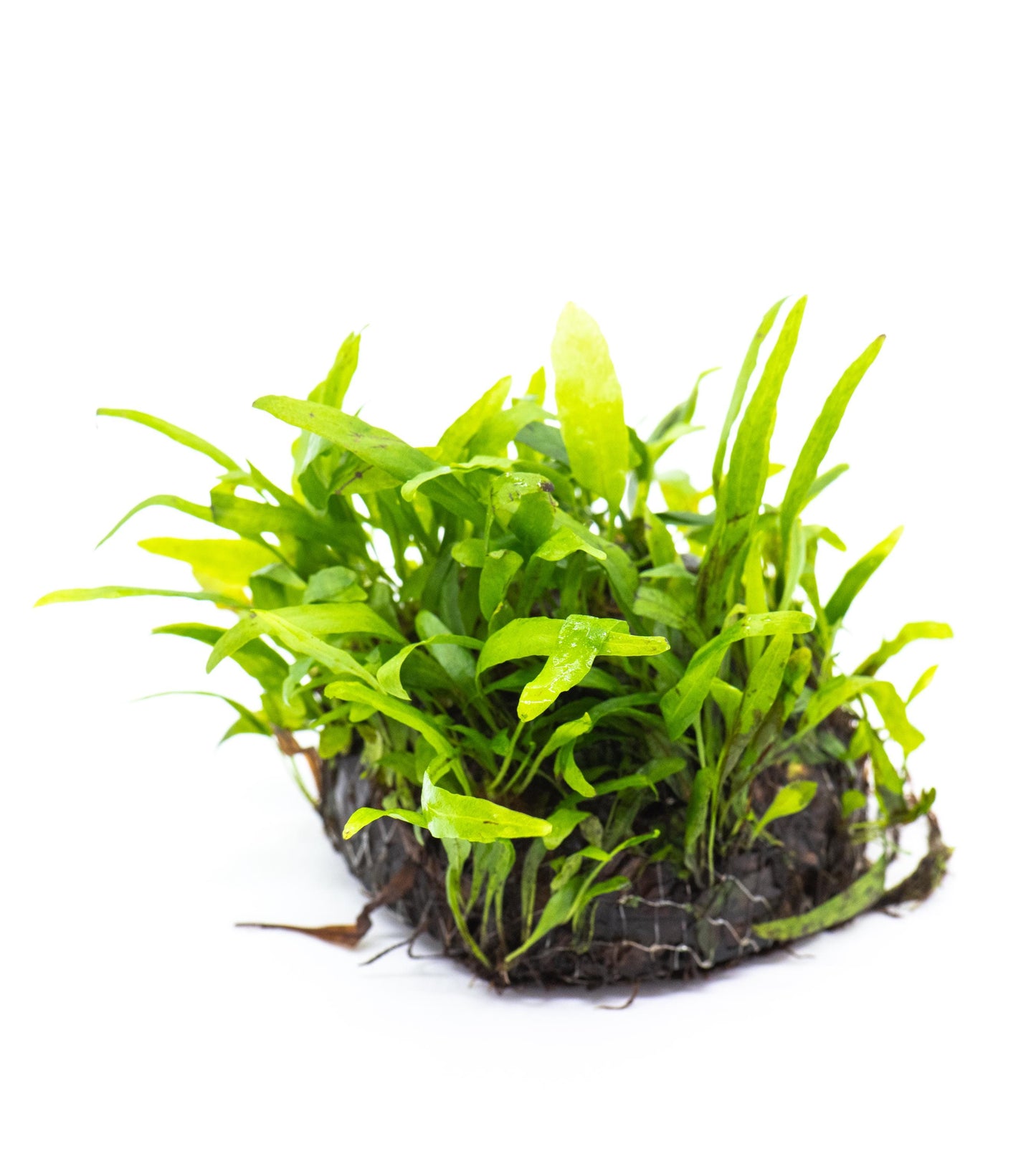 Java Fern 'Petite' (Microsorum Pteropus) Dome - Live Aquatic Plant For Your Planted Aquarium, Terrarium, Tank Decor
