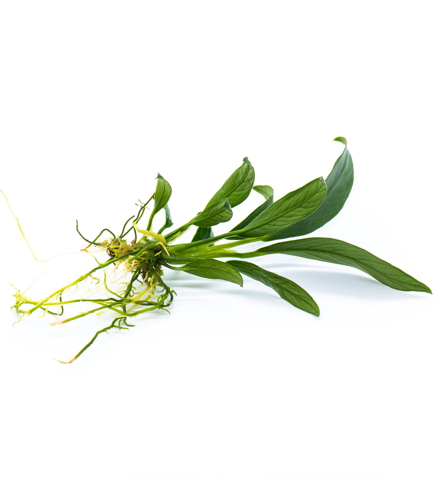 Buy 2 Get 1 Free * Anubias Congensis Mini - Live Aquarium Plant, Low Maintenance, Easy Care, Aquascaping