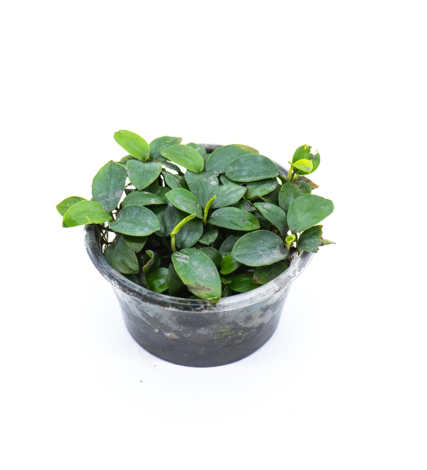Anubias Nana Petite 'Bonsai' Cup - Easy Care Small Aquarium Plant For Terrarium, Fish Tank Decorations