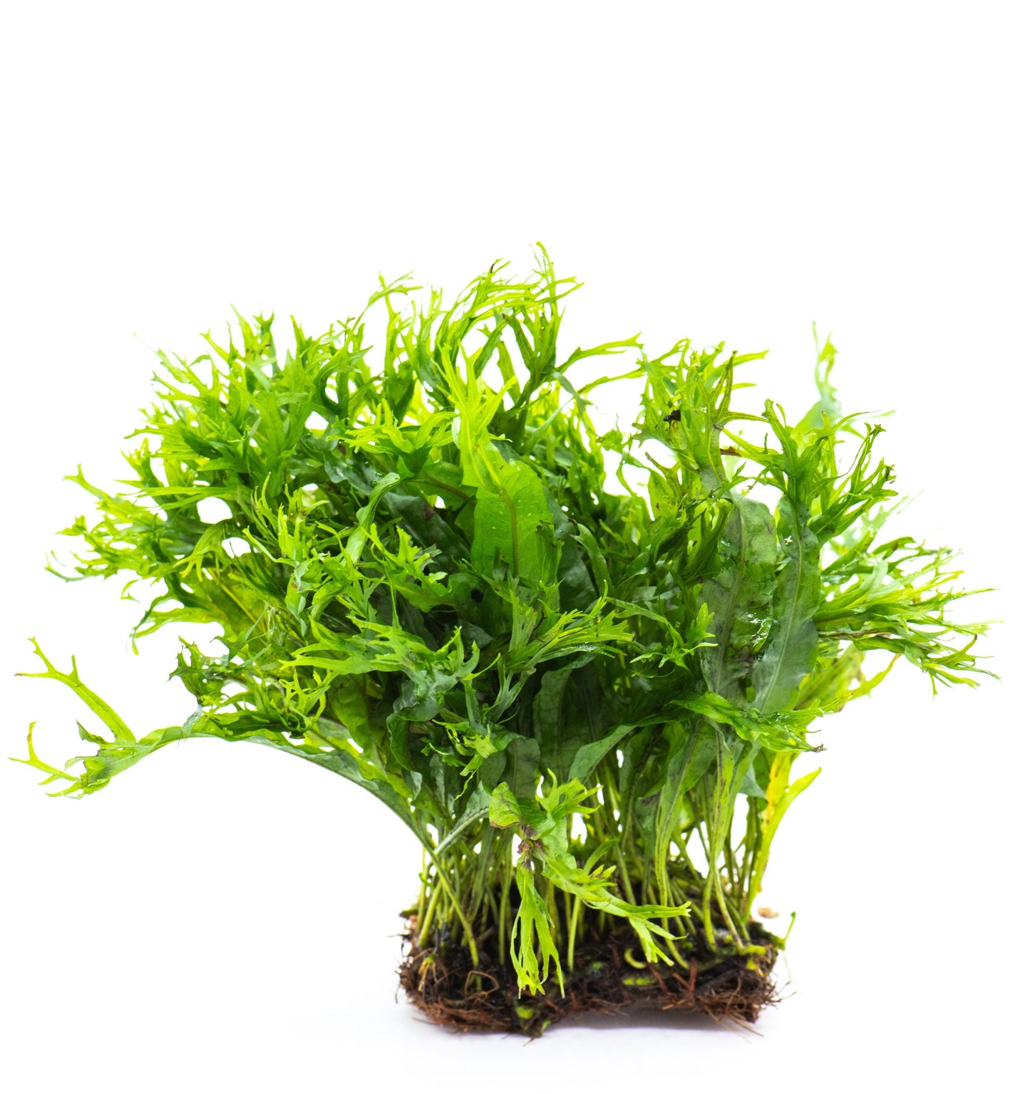 Java Fern 'Windelov' (Microsorum Pteropus) Mat - Live Aquatic Plant For Your Planted Aquarium, Terrarium, Tank Decor