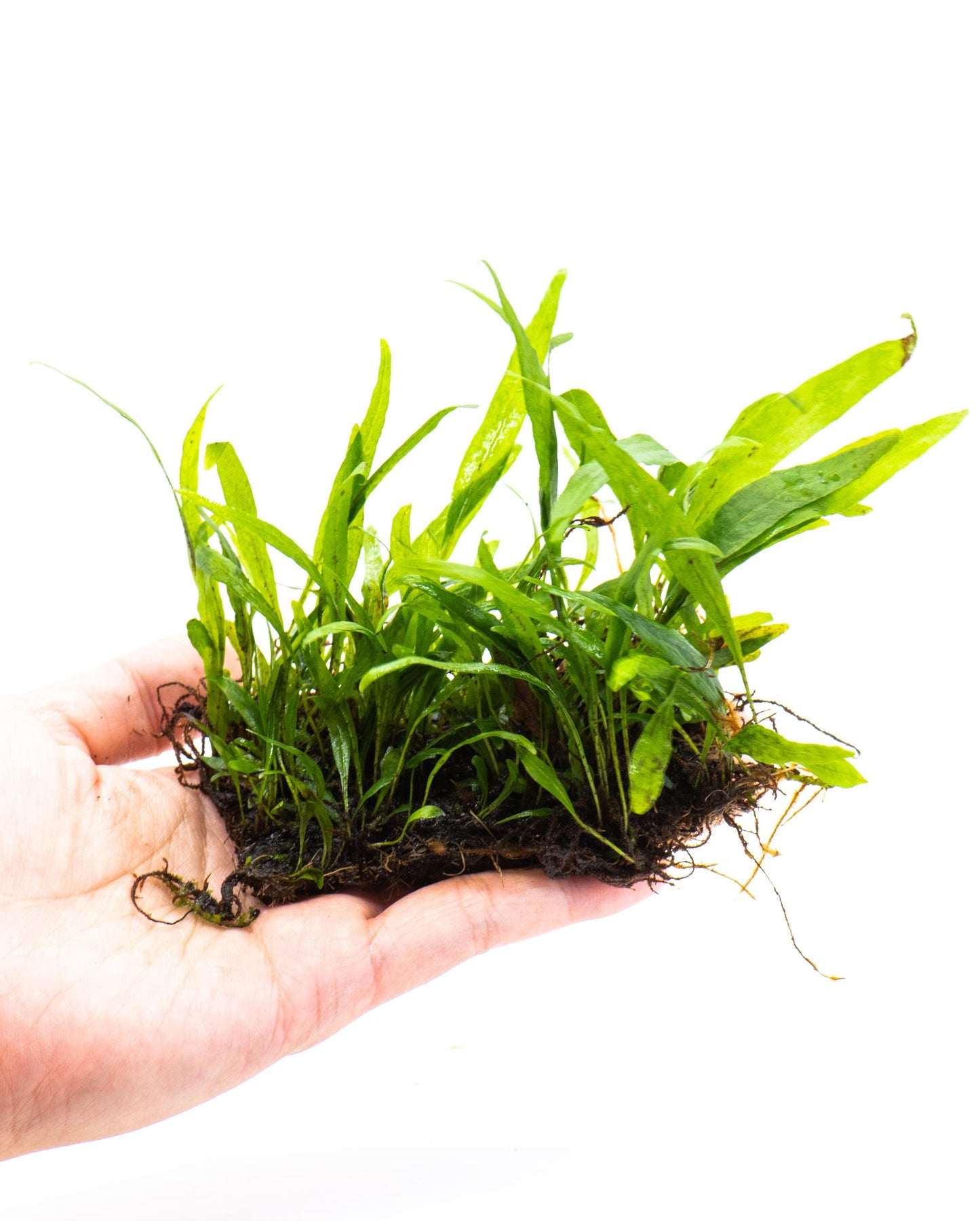 Java Fern 'Petite' (Microsorum Pteropus) Mat - Live Aquatic Plant For Your Planted Aquarium, Terrarium, Tank Decor