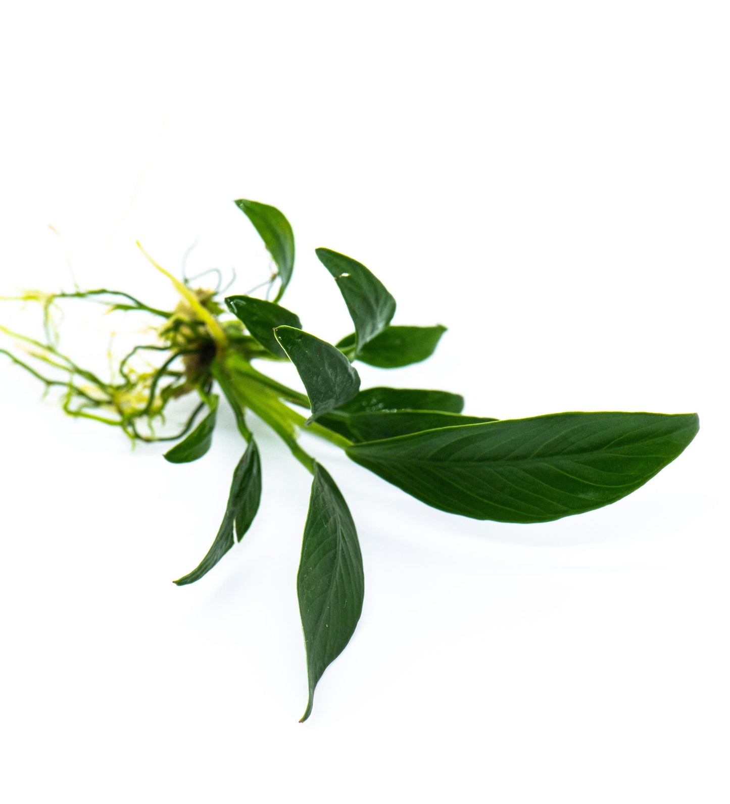 Buy 2 Get 1 Free * Anubias Congensis Mini - Live Aquarium Plant, Low Maintenance, Easy Care, Aquascaping