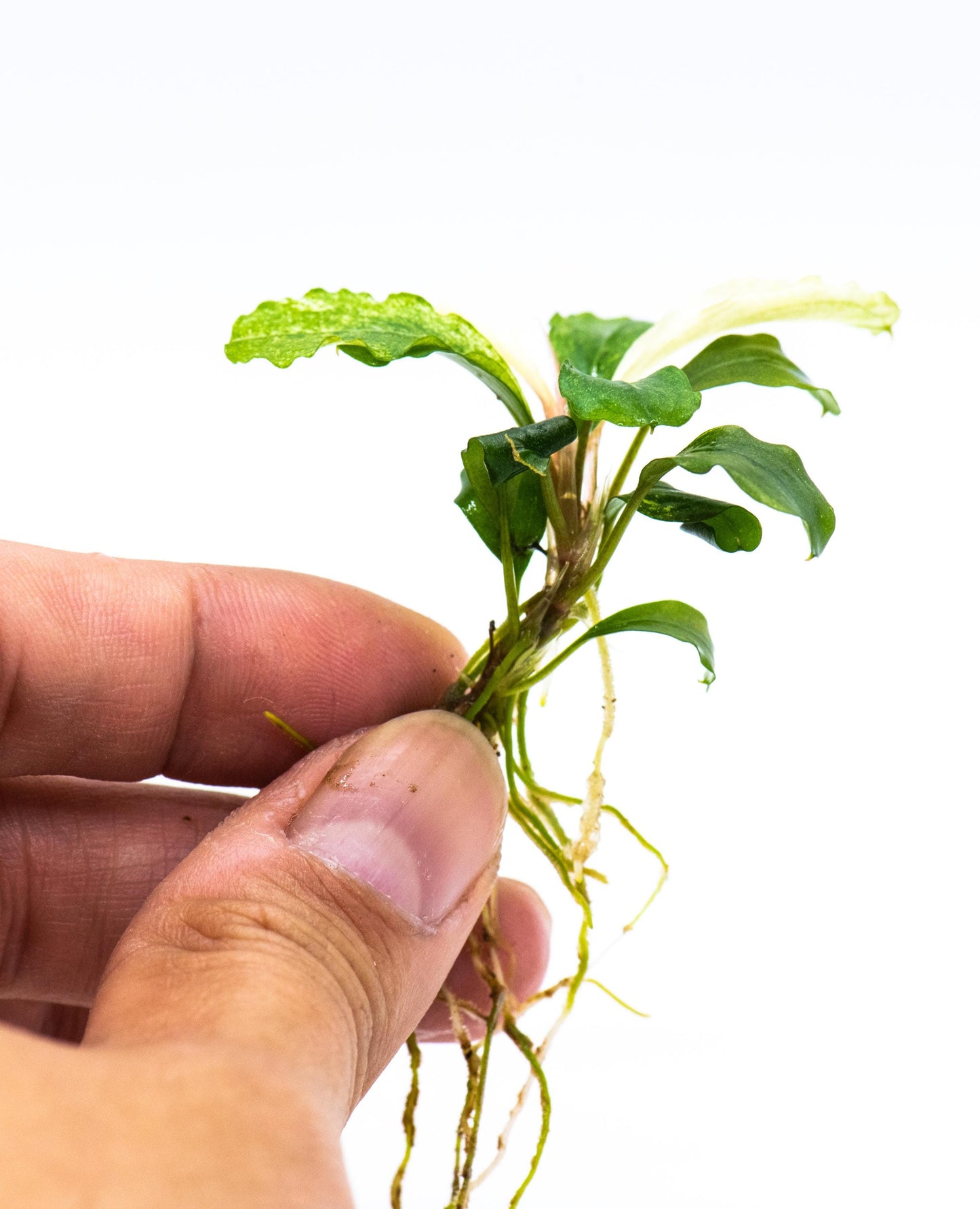Bucephalandra Sp. White Marble (Low Variegated) - Rare Small Aquarium Plant For Terrarium, Fish Tank Decorations