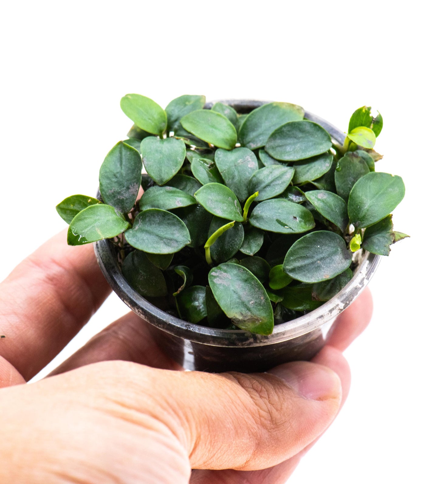 Anubias Nana Petite 'Bonsai' Cup - Easy Care Small Aquarium Plant For Terrarium, Fish Tank Decorations