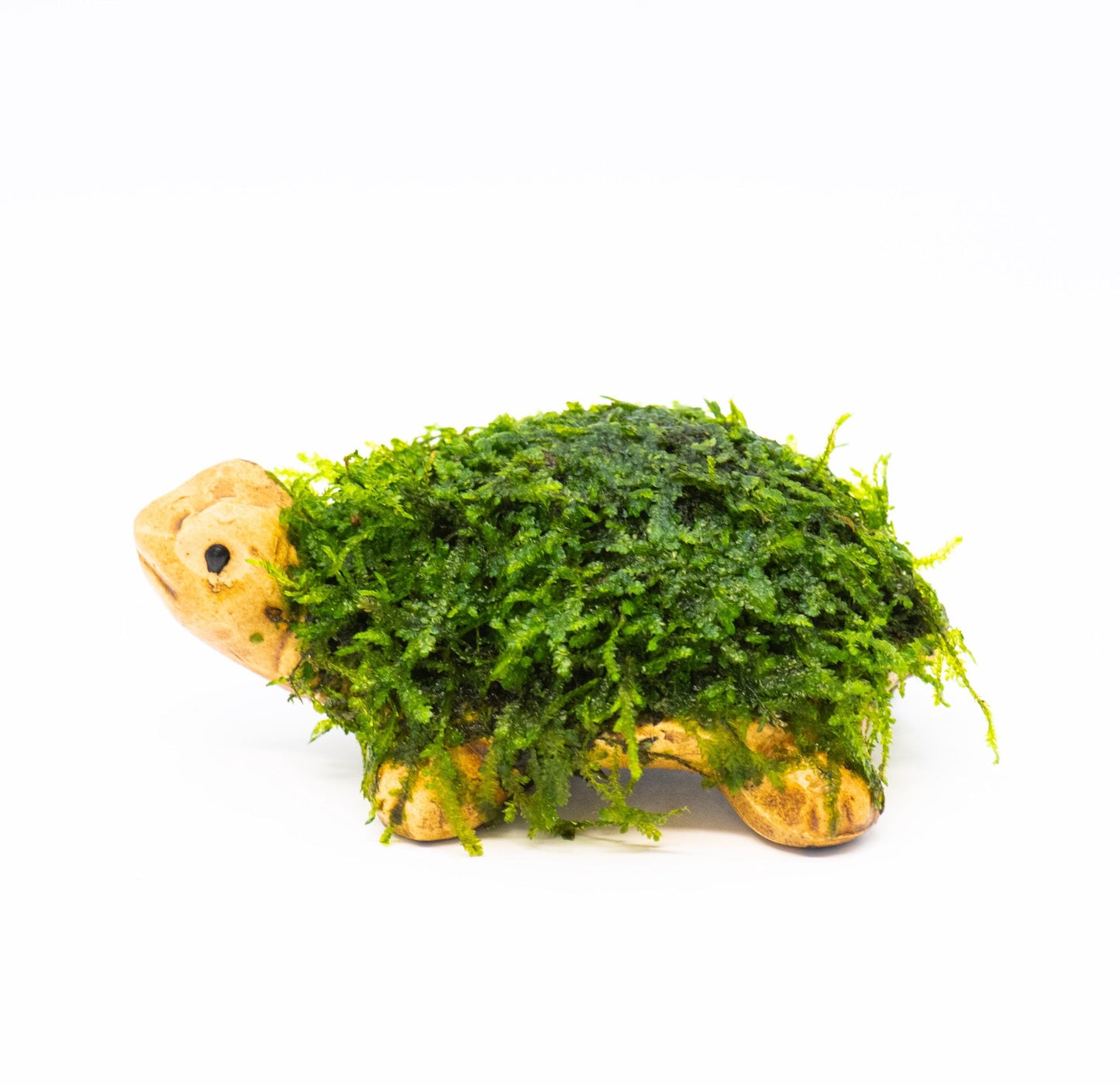 Aquarium Ceramic Decor (Turtle) With Live Moss (3inx3inx1in) - Live Aquarium Moss For Planted Shrimp Tank, Betta Tank Decor