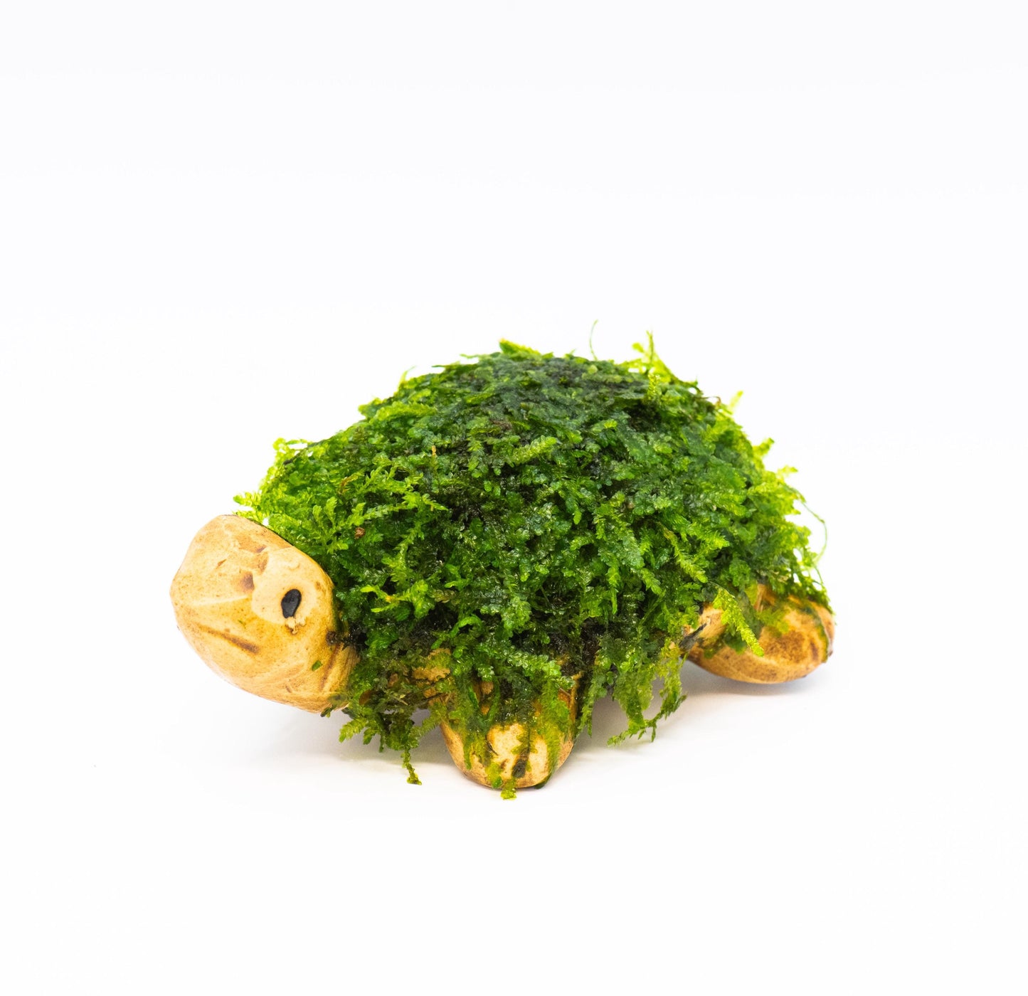 Aquarium Ceramic Decor (Turtle) With Live Moss (3inx3inx1in) - Live Aquarium Moss For Planted Shrimp Tank, Betta Tank Decor