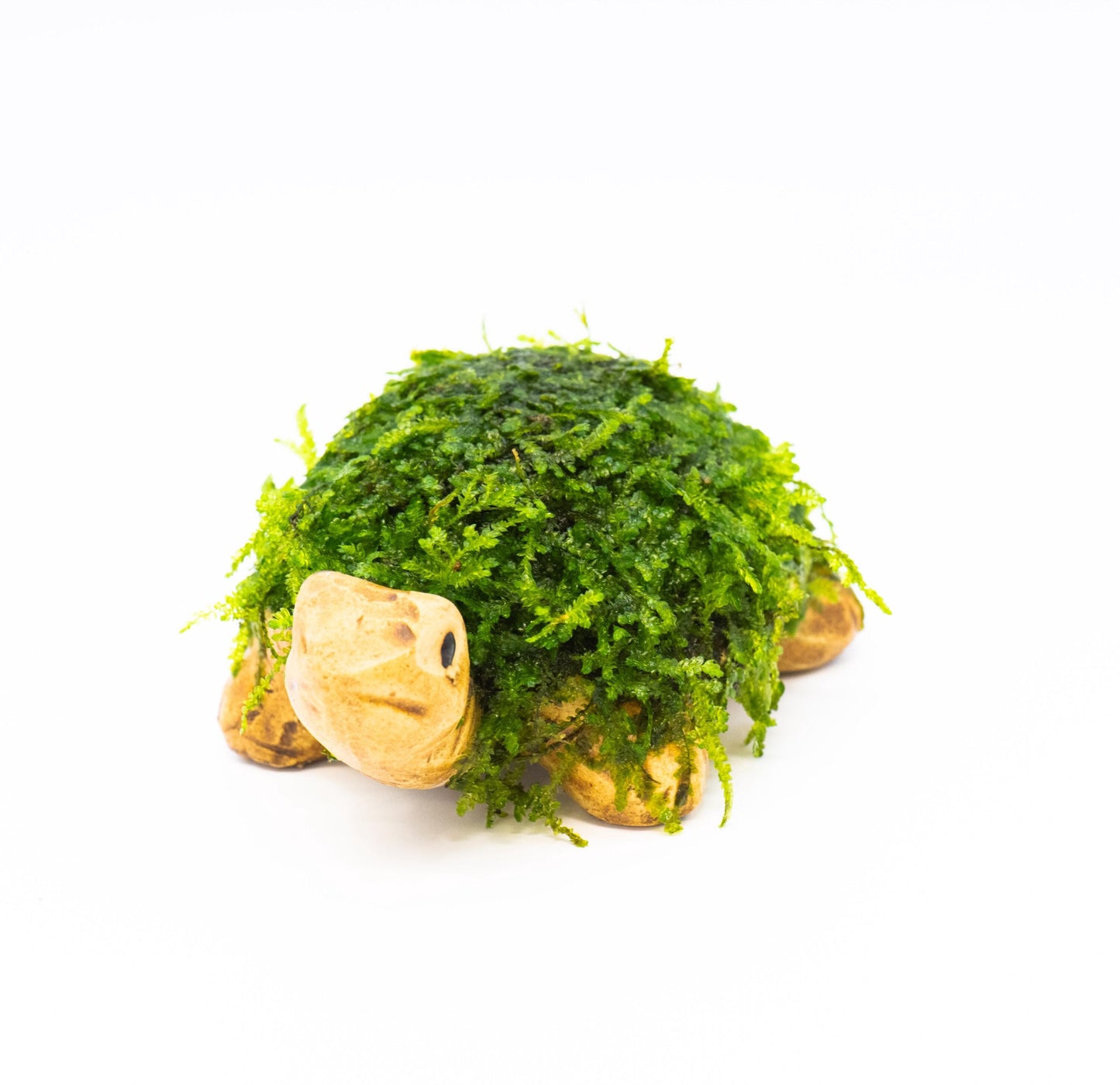 Aquarium Ceramic Decor (Turtle) With Live Moss (3inx3inx1in) - Live Aquarium Moss For Planted Shrimp Tank, Betta Tank Decor