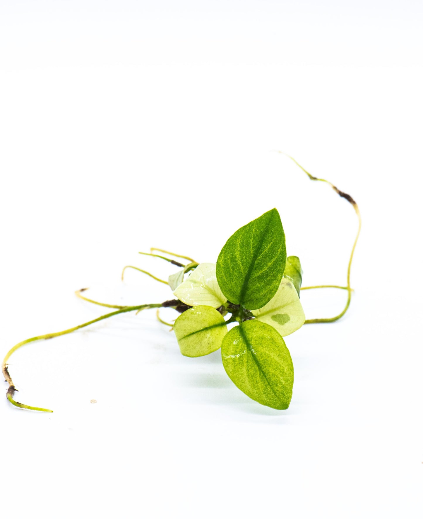 Buy 2 Get 1 Free * Anubias White 'Broad Leaf' - Rare Small Aquarium Plant For Terrarium, Fish Tank Decorations