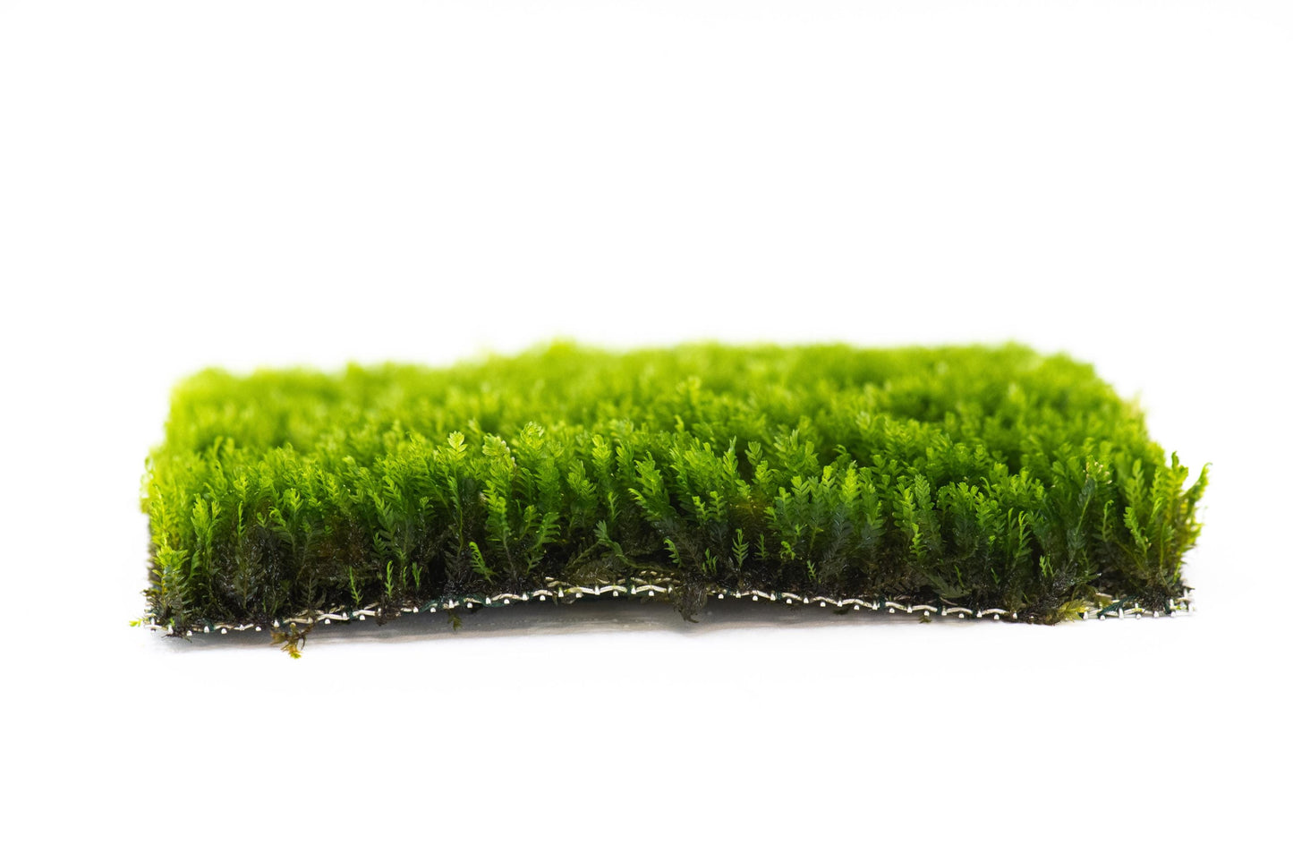 Mini Fissiden Moss Mat (3inx3in) - Live Aquarium Moss For Planted Shrimp Tank, Terrarium Setup