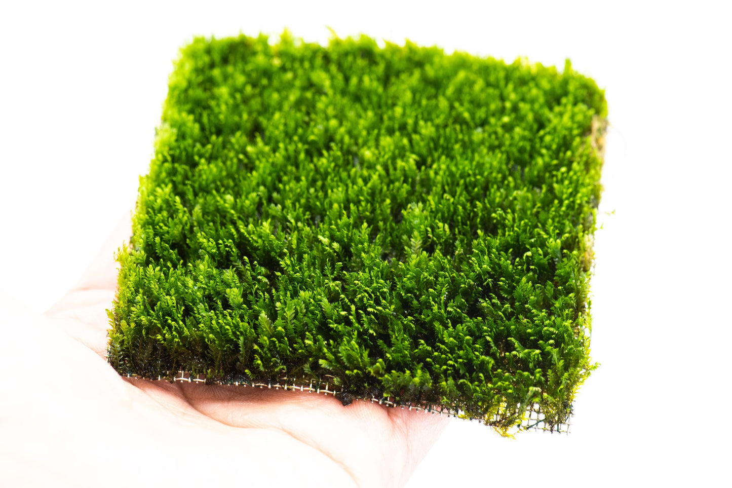 Mini Fissiden Moss Mat (3inx3in) - Live Aquarium Moss For Planted Shrimp Tank, Terrarium Setup