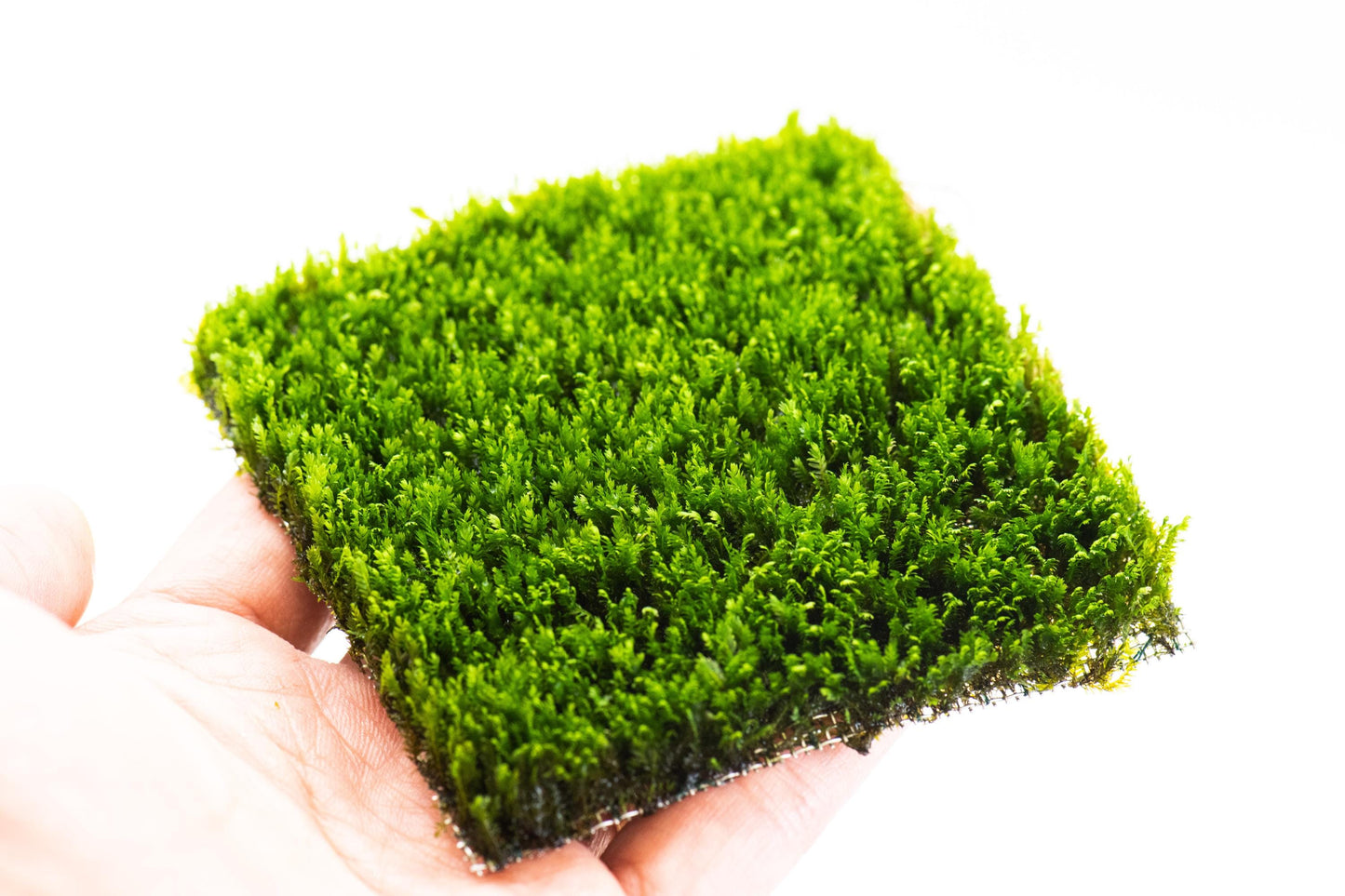Mini Fissiden Moss Mat (3inx3in) - Live Aquarium Moss For Planted Shrimp Tank, Terrarium Setup