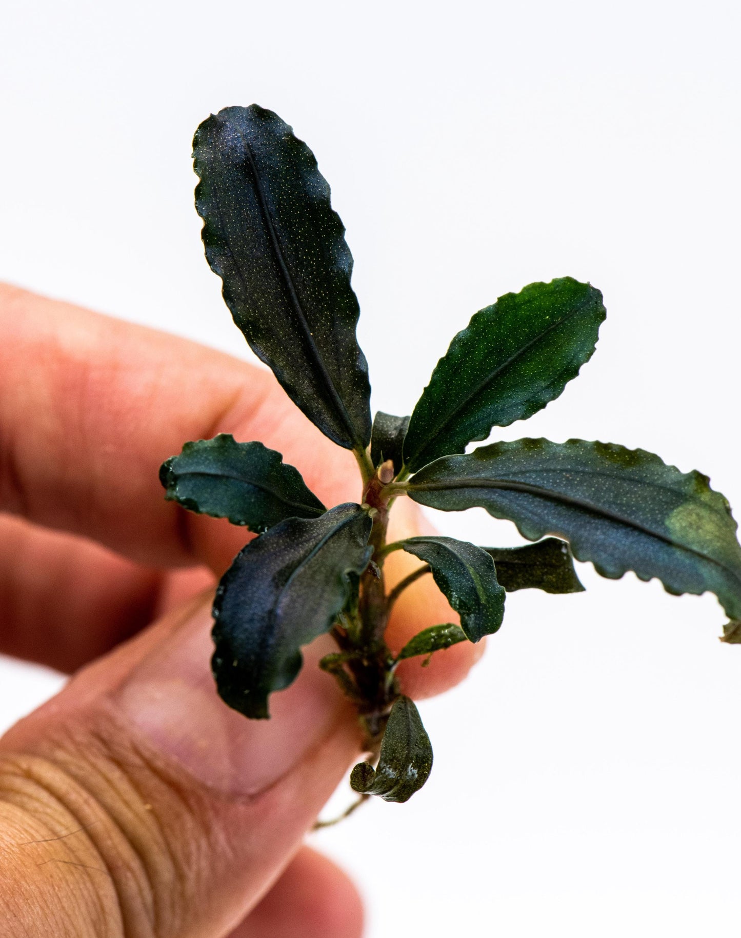 Bucephalandra Sp. Black Galaxy - Rare Small Aquarium Plant For Terrarium, Fish Tank Decorations